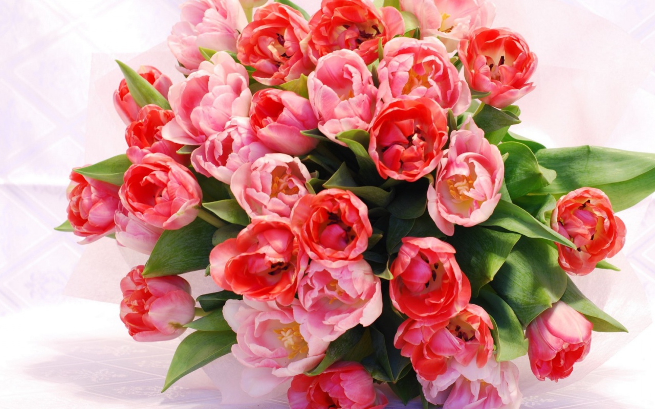 19 bó hoa hồng trắng đẹp được khách hàng nữ yêu thích