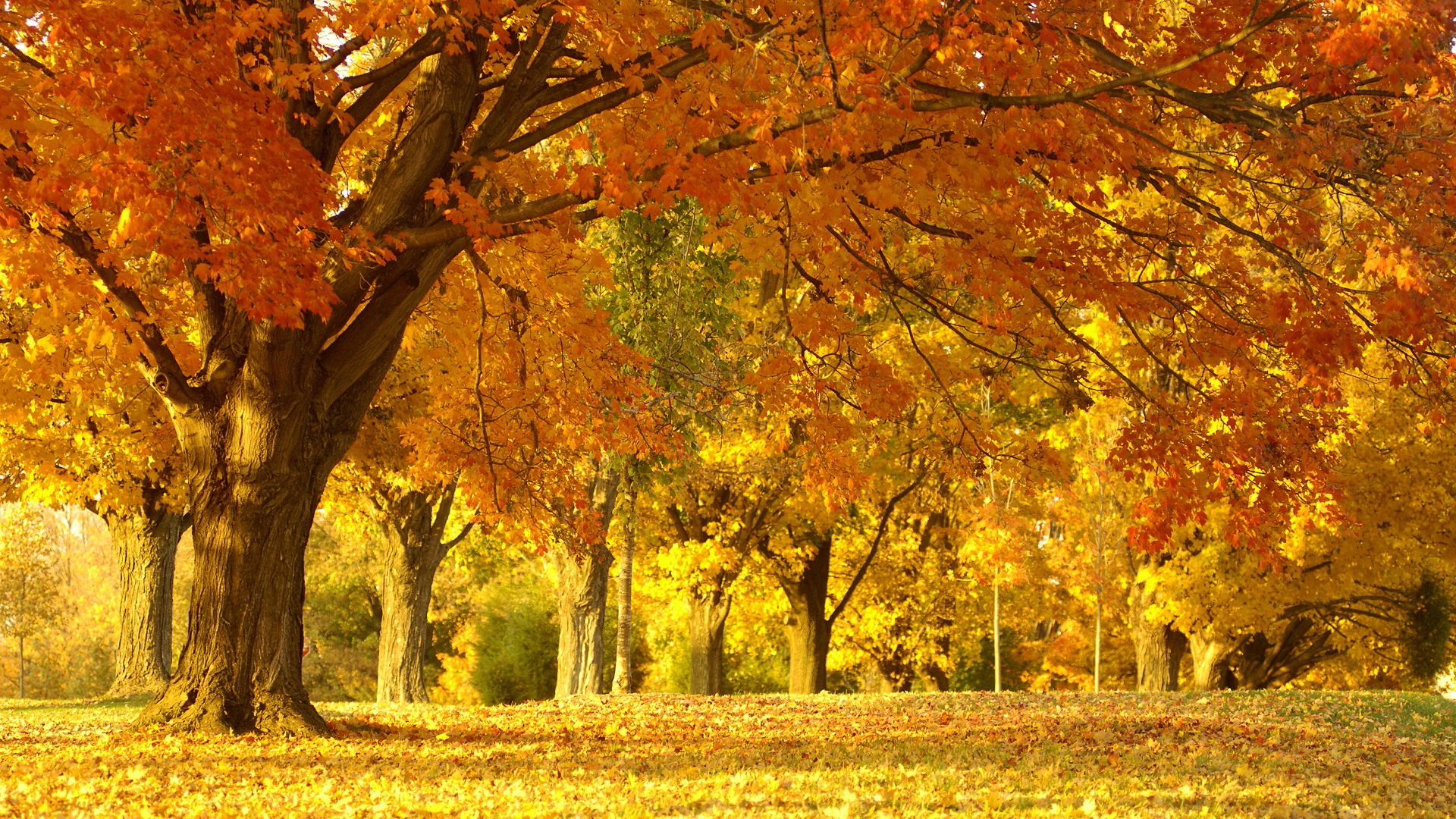 Hình ảnh mùa thu đẹp lãng mạn trên thế giới Tin Đẹp
