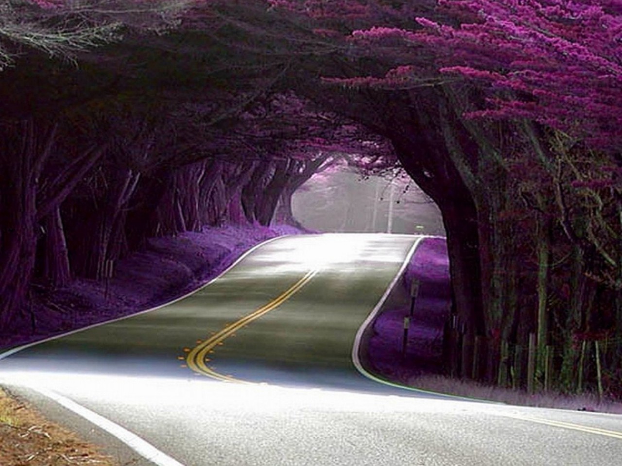 Hình ảnh con đường đẹp nhất thế giới