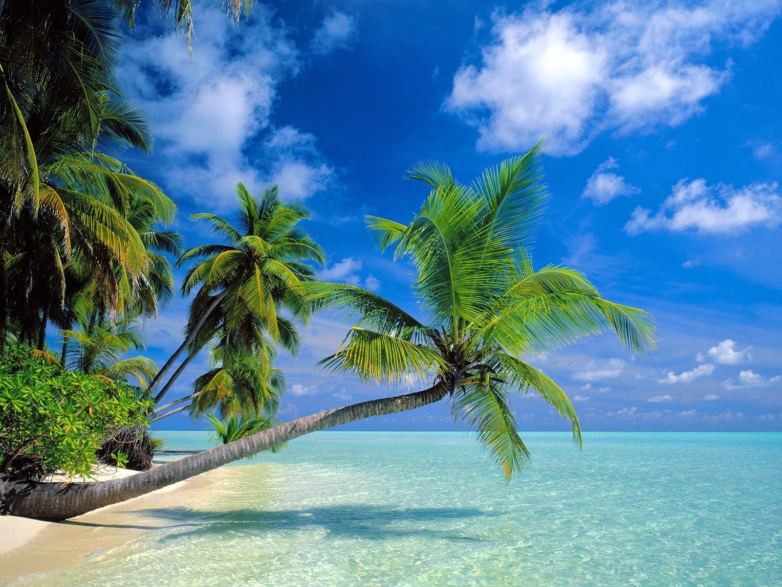 Hình ảnh phong cảnh biển cây dừa và bãi biển đẹpimagestock0393
