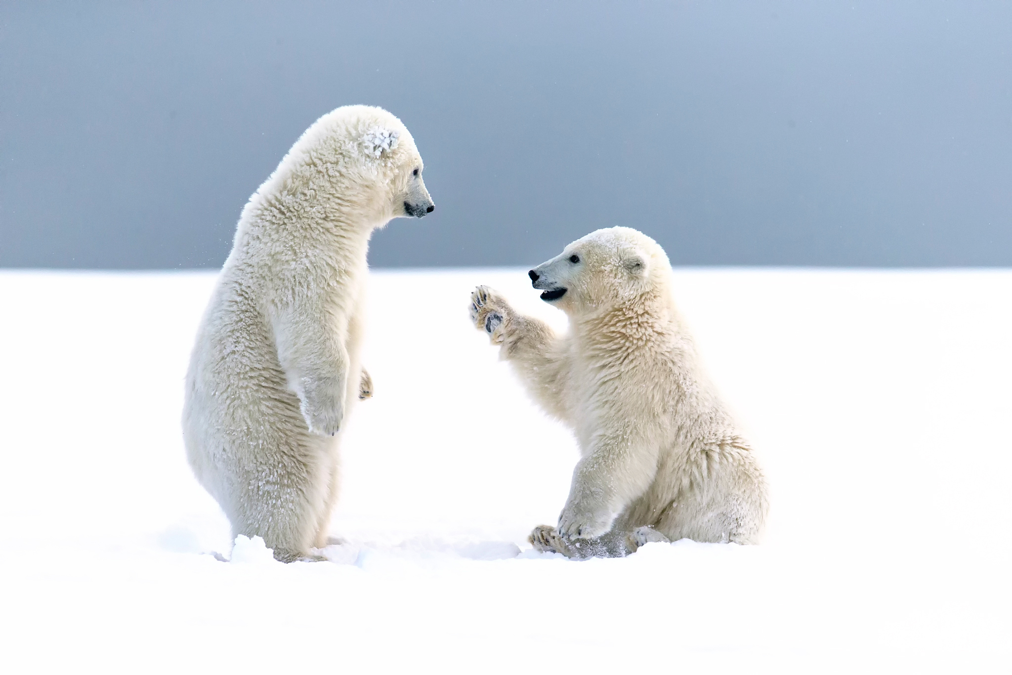 Top hình ảnh gấu bắc cực đẹp và dễ thương nhất thế giới