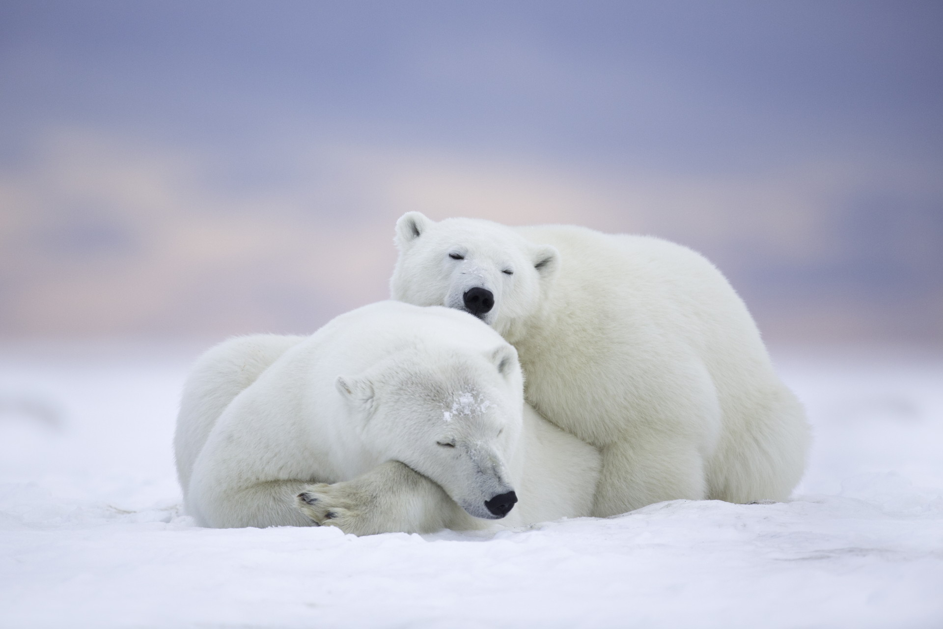 Các ảnh gấu bắc cực cute sẽ khiến trái tim bạn tan chảy. Xem ngay để thưởng thức sự đáng yêu!
