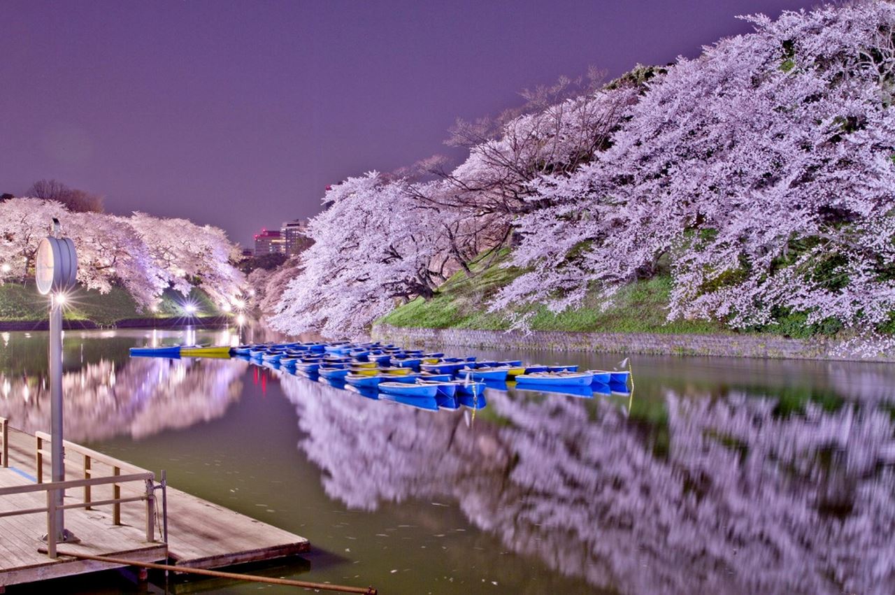 50 Hình nền hoa anh đào đẹp nhất của đất nước Nhật Bản 14