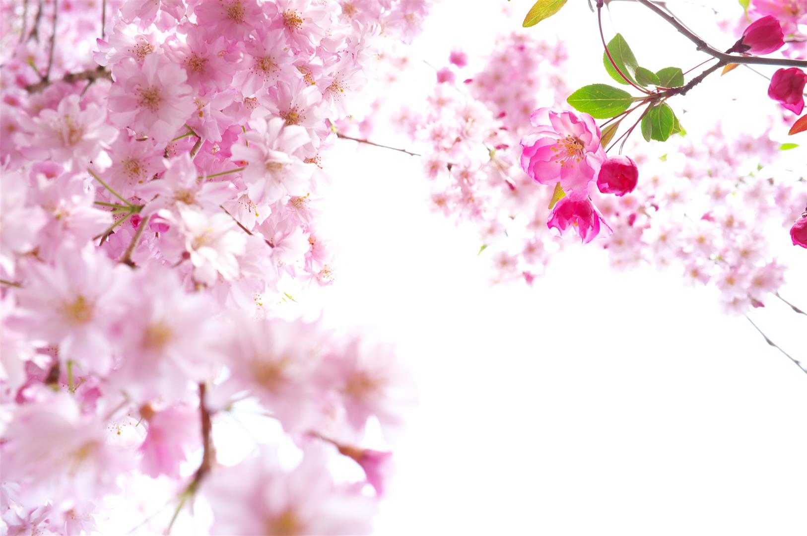 50 Hình nền hoa anh đào đẹp nhất của đất nước Nhật Bản 15