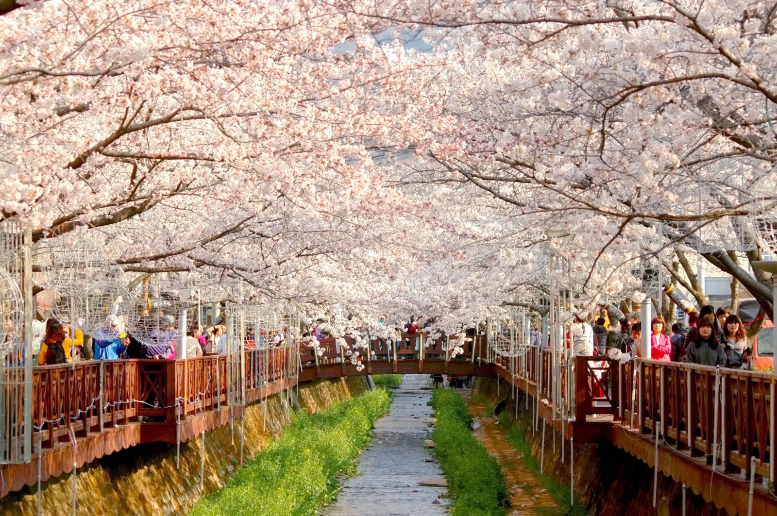 50 Hình nền hoa anh đào đẹp nhất của đất nước Nhật Bản 17