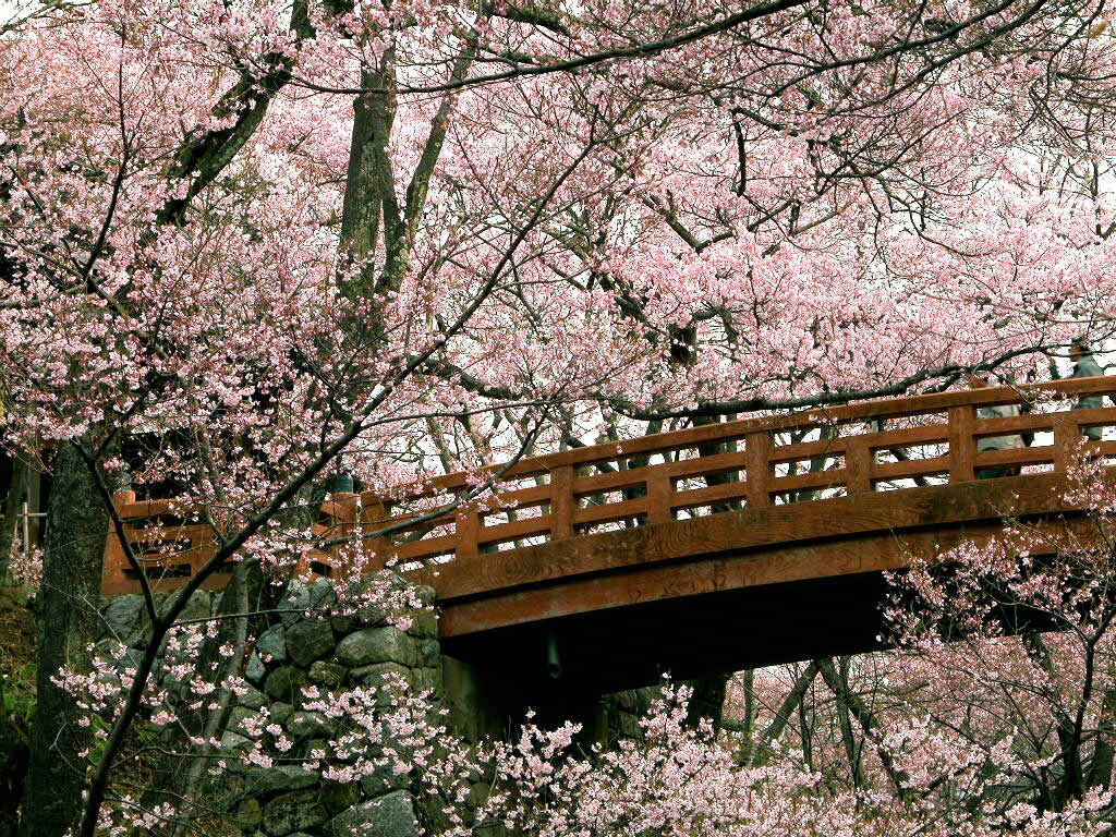 50 Hình nền hoa anh đào đẹp nhất của đất nước Nhật Bản 18