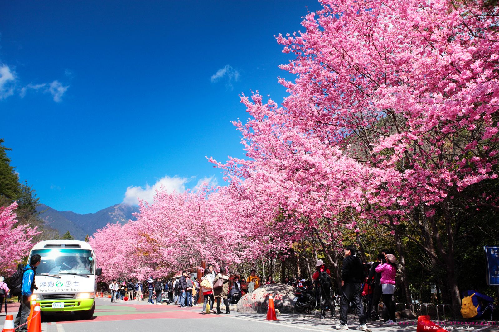 50 Hình nền hoa anh đào đẹp nhất của đất nước Nhật Bản 20