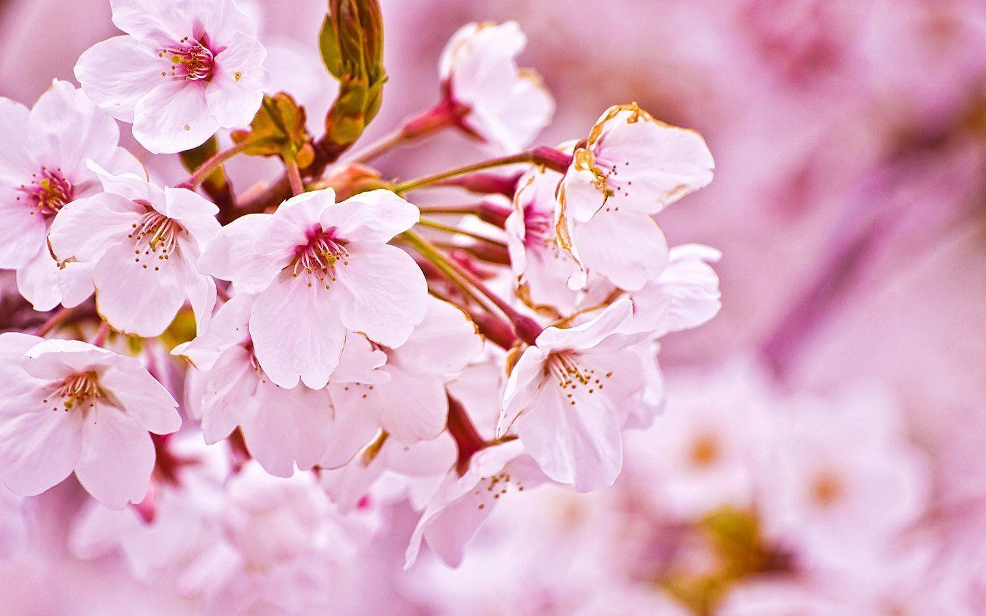 50 Hình nền hoa anh đào đẹp nhất của đất nước Nhật Bản 21