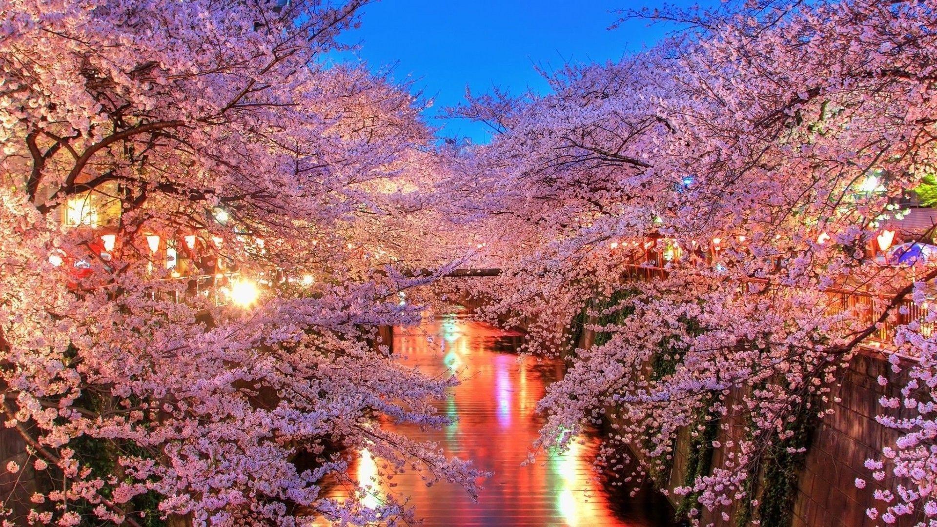 50 Hình nền hoa anh đào đẹp nhất của đất nước Nhật Bản 22