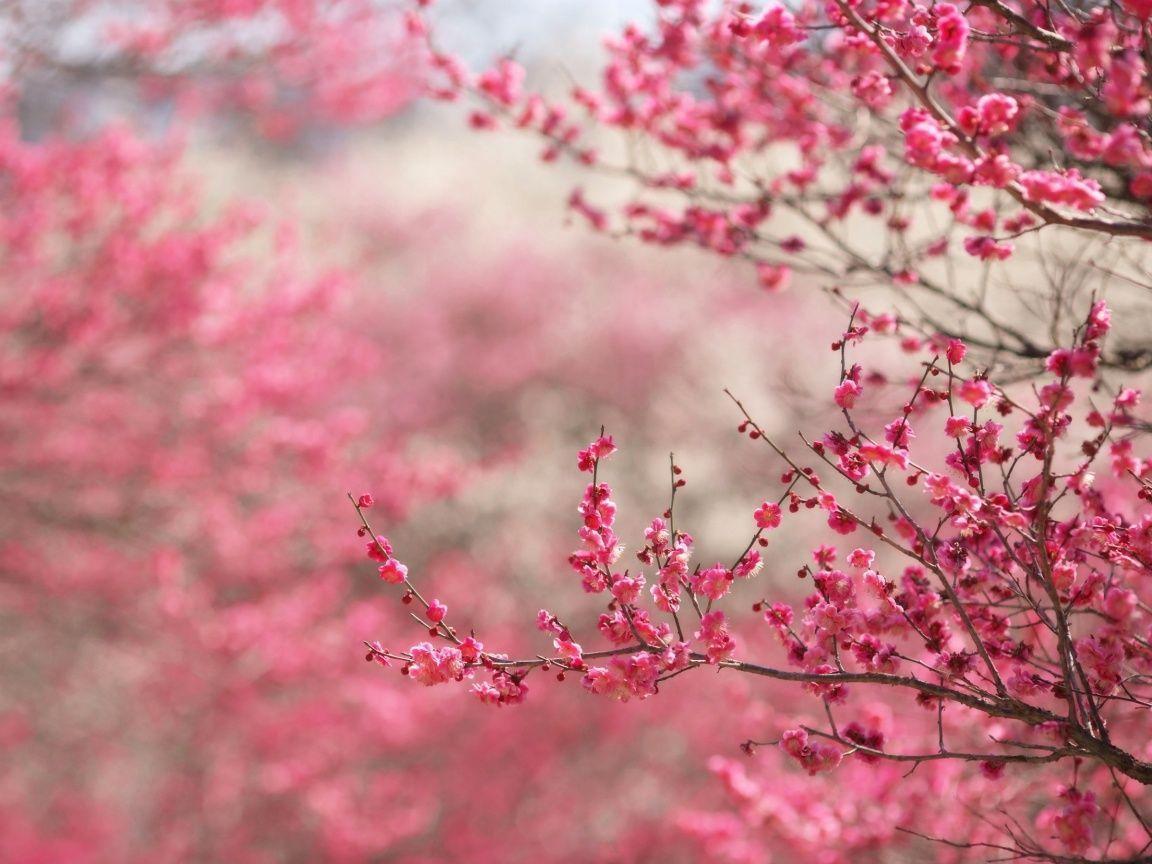 50 Hình nền hoa anh đào đẹp nhất của đất nước Nhật Bản 23