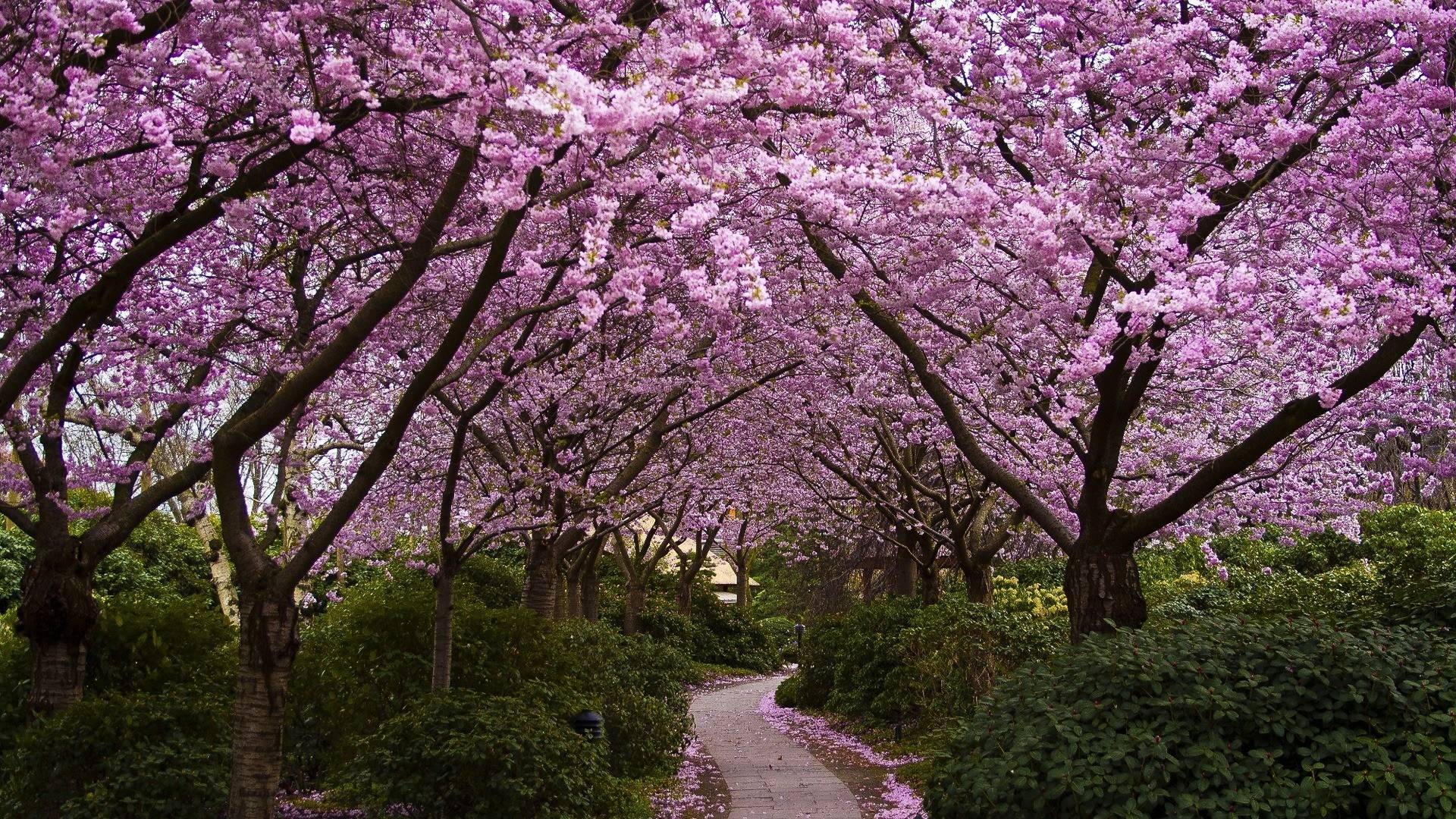 50 Hình nền hoa anh đào đẹp nhất của đất nước Nhật Bản 24