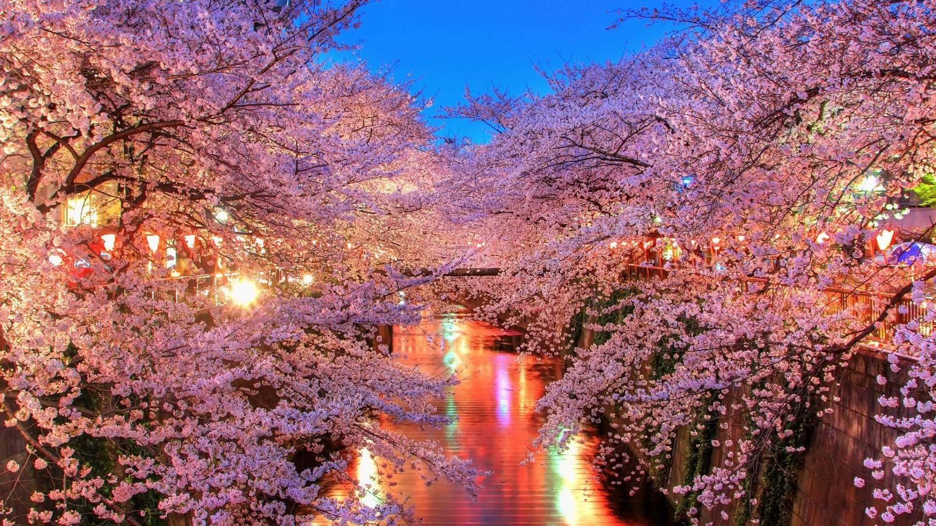 50 Hình nền hoa anh đào đẹp nhất của đất nước Nhật Bản 25
