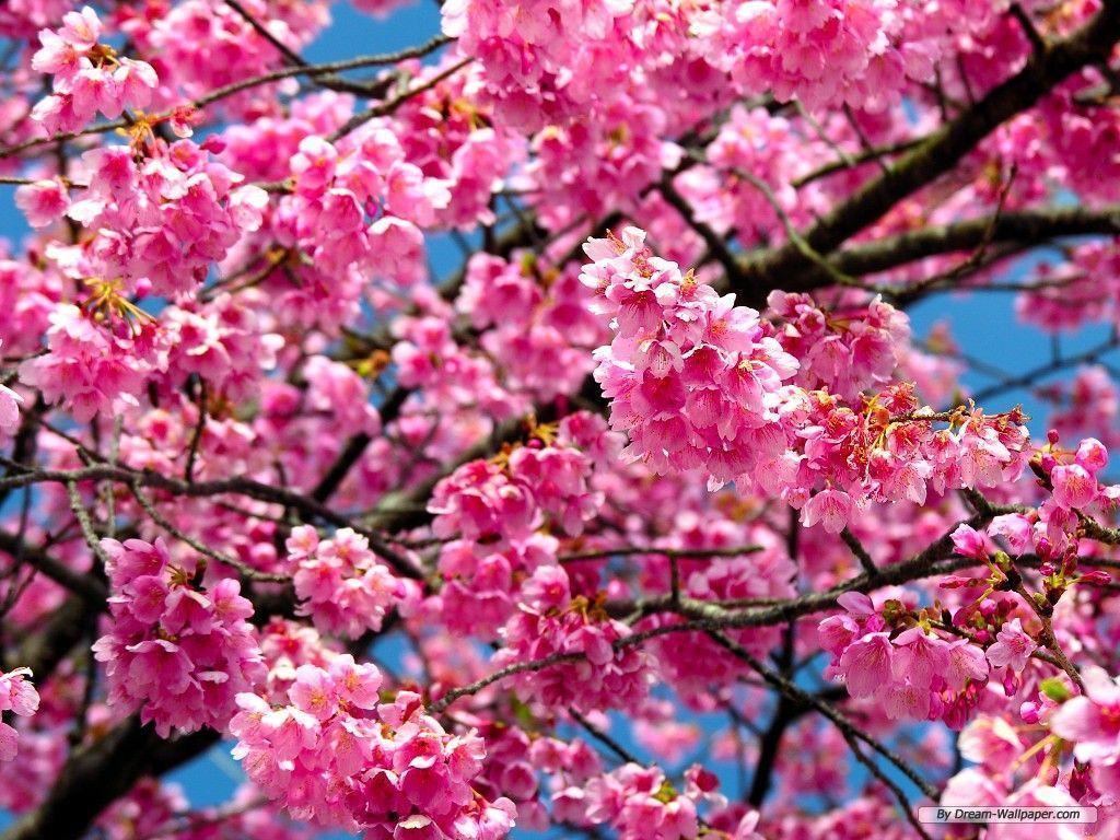50 Hình nền hoa anh đào đẹp nhất của đất nước Nhật Bản 26