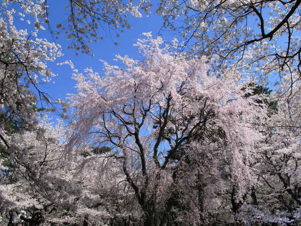 50 Hình nền hoa anh đào đẹp nhất của đất nước Nhật Bản 28