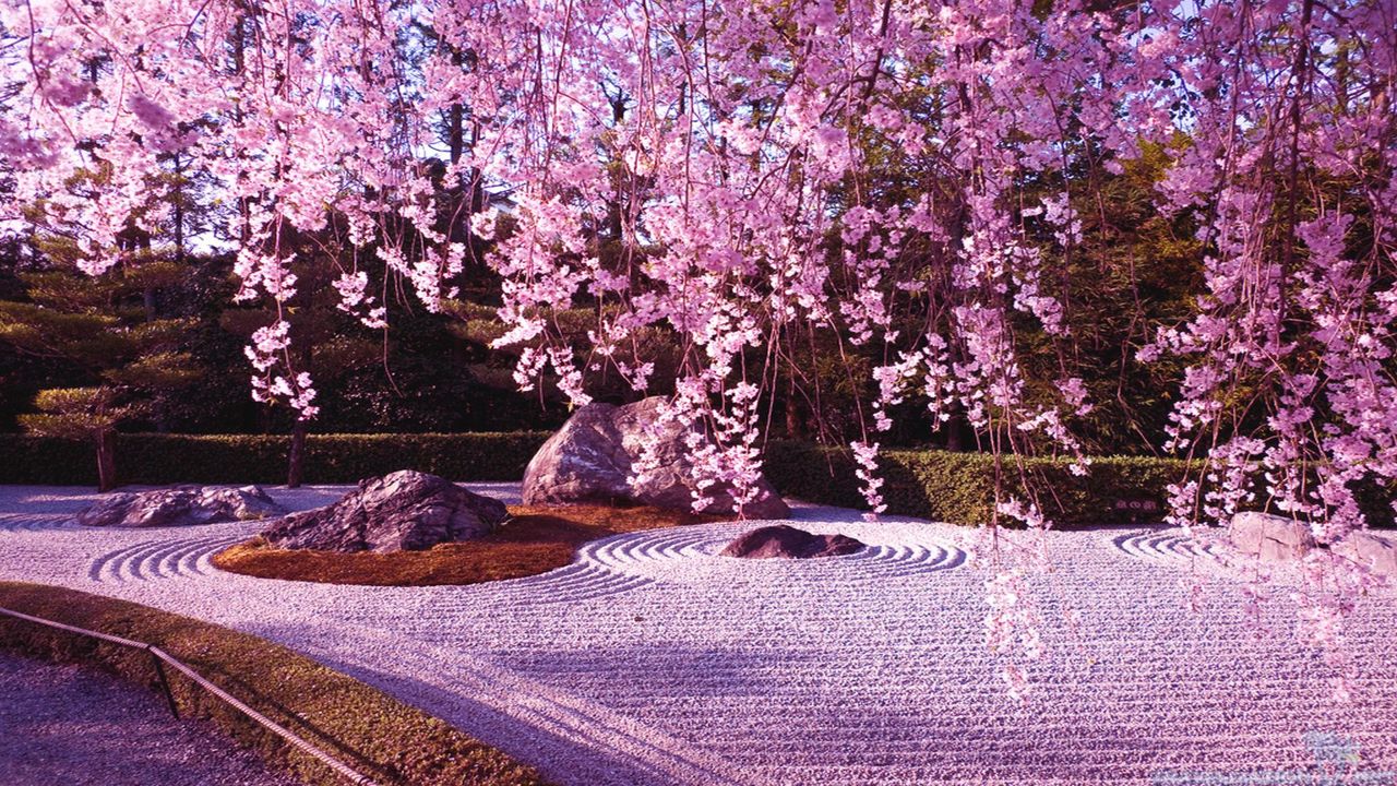 50 Hình nền hoa anh đào đẹp nhất của đất nước Nhật Bản 29