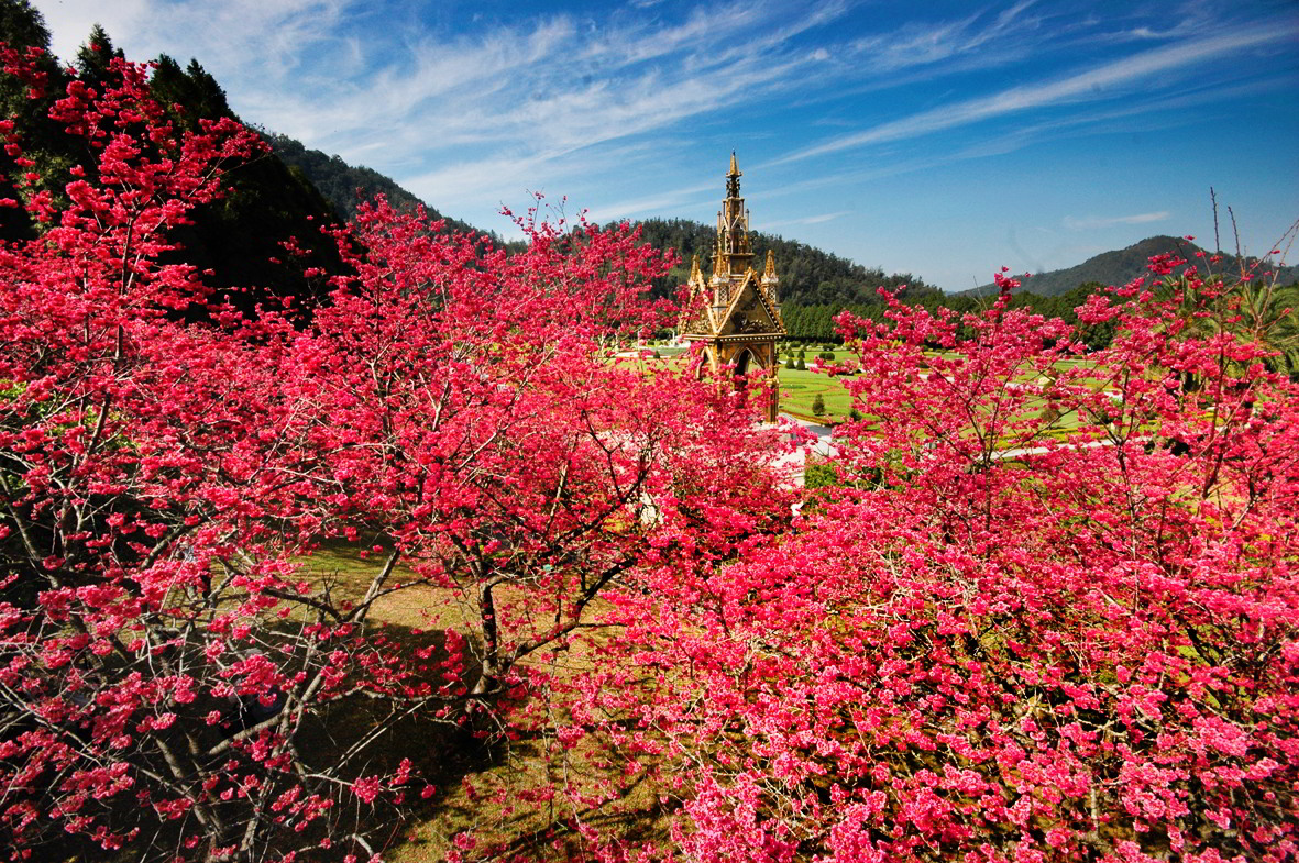 50 Hình nền hoa anh đào đẹp nhất của đất nước Nhật Bản 30