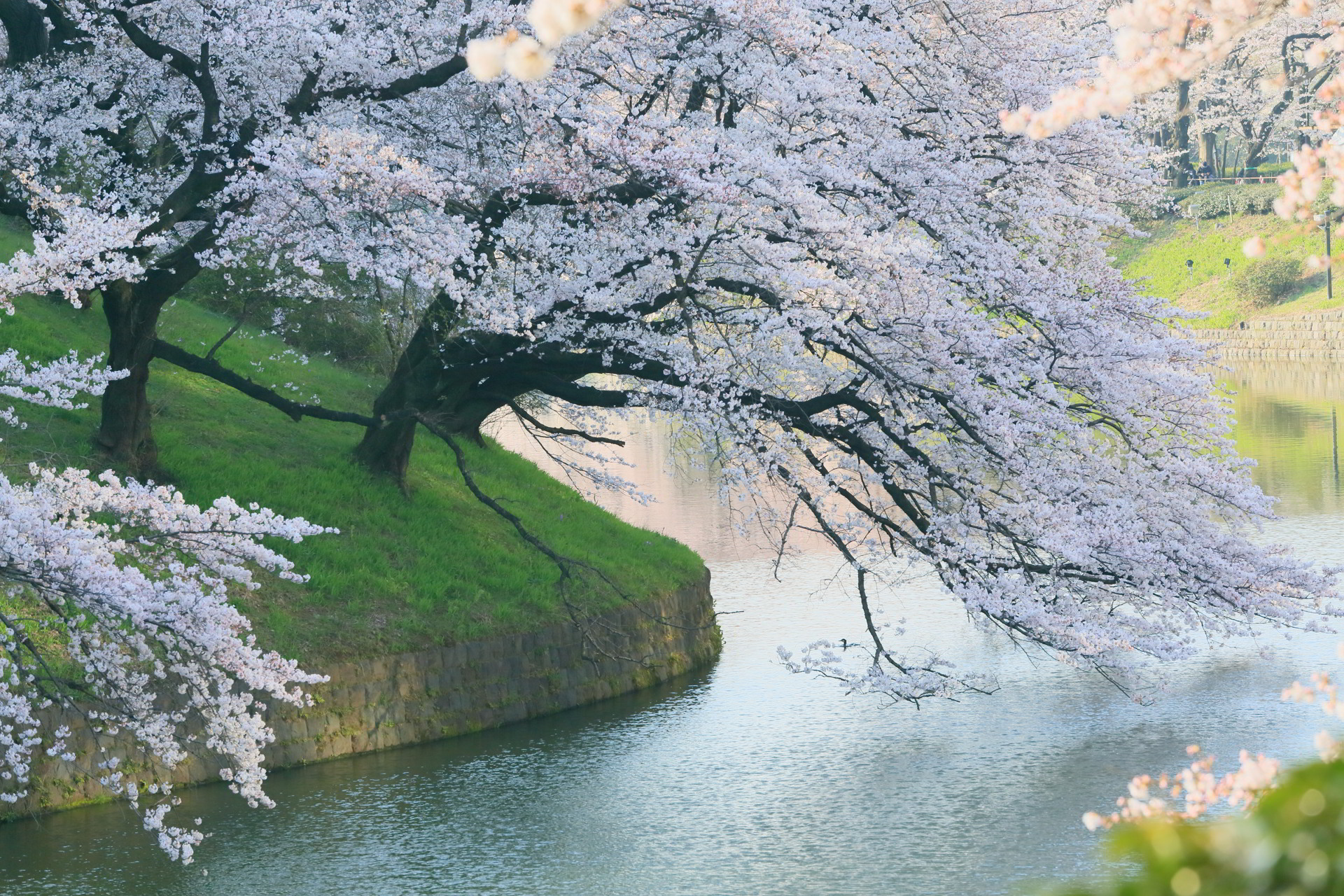 50 Hình Nền Hoa Anh Đào Đẹp Nhất Của Đất Nước Nhật Bản