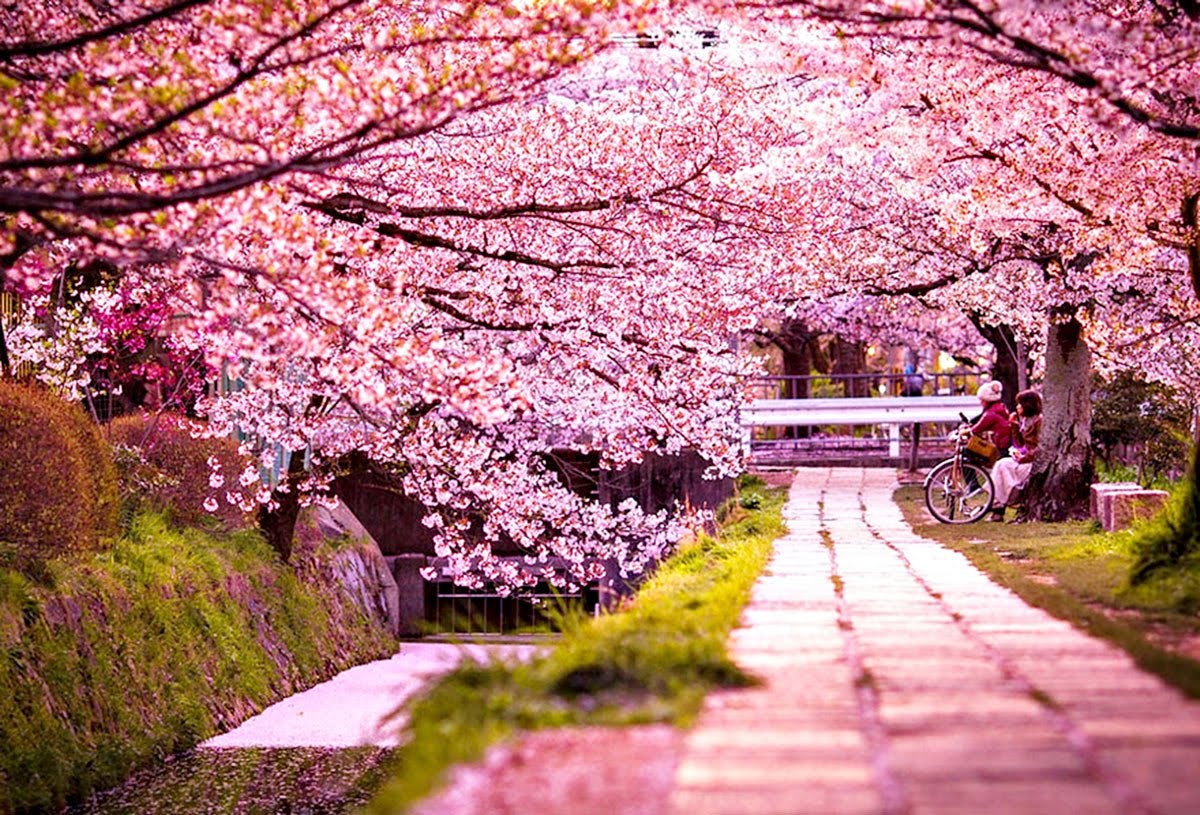 50+ Hình ảnh nền hoa anh đào đẹp nhất của đất nước Nhật Bản - Hà ...