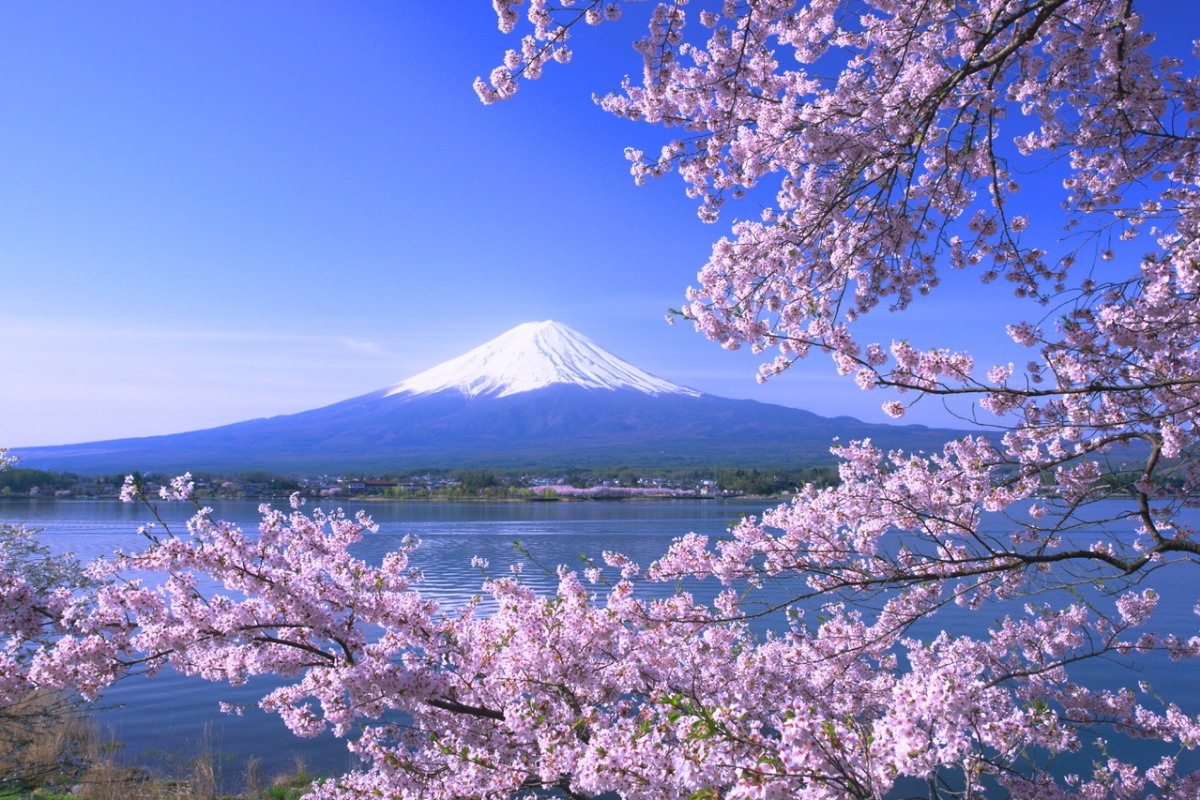 50 Hình nền hoa anh đào đẹp nhất của đất nước Nhật Bản 35
