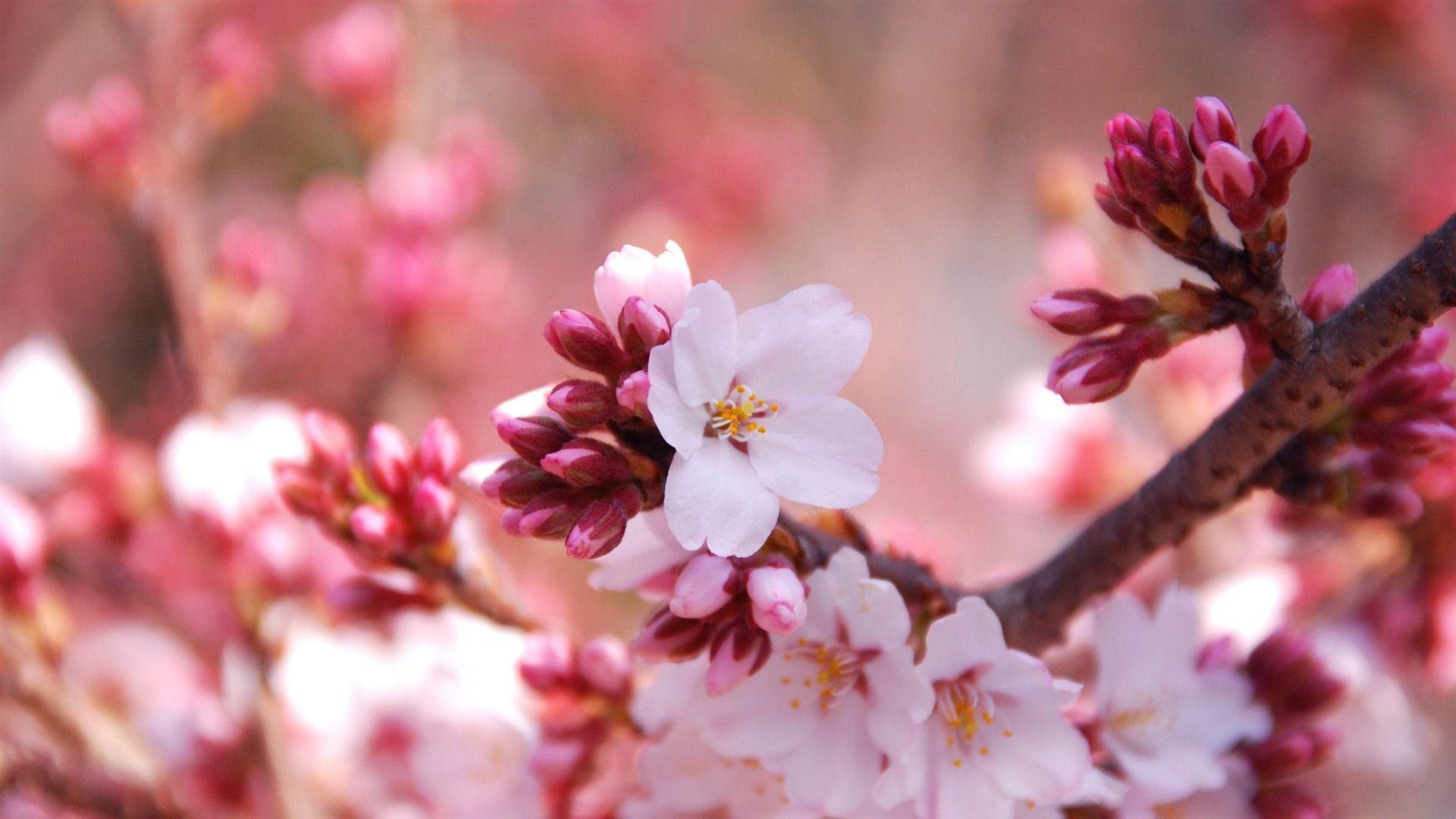 50 Hình nền hoa anh đào đẹp nhất của đất nước Nhật Bản 37
