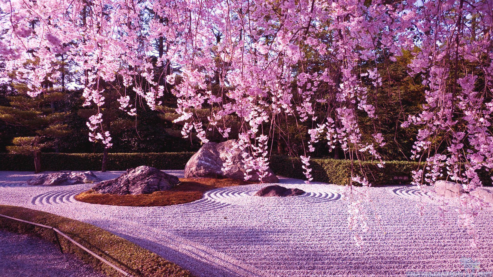 50 Hình nền hoa anh đào đẹp nhất của đất nước Nhật Bản 38