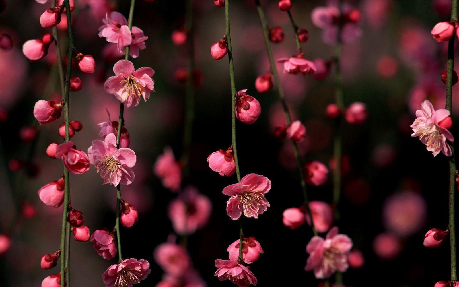 50 Hình nền hoa anh đào đẹp nhất của đất nước Nhật Bản 40