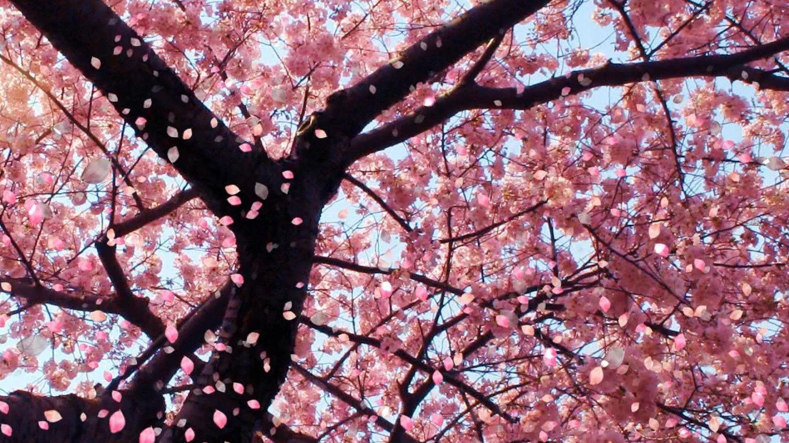 50 Hình nền hoa anh đào đẹp nhất của đất nước Nhật Bản 41