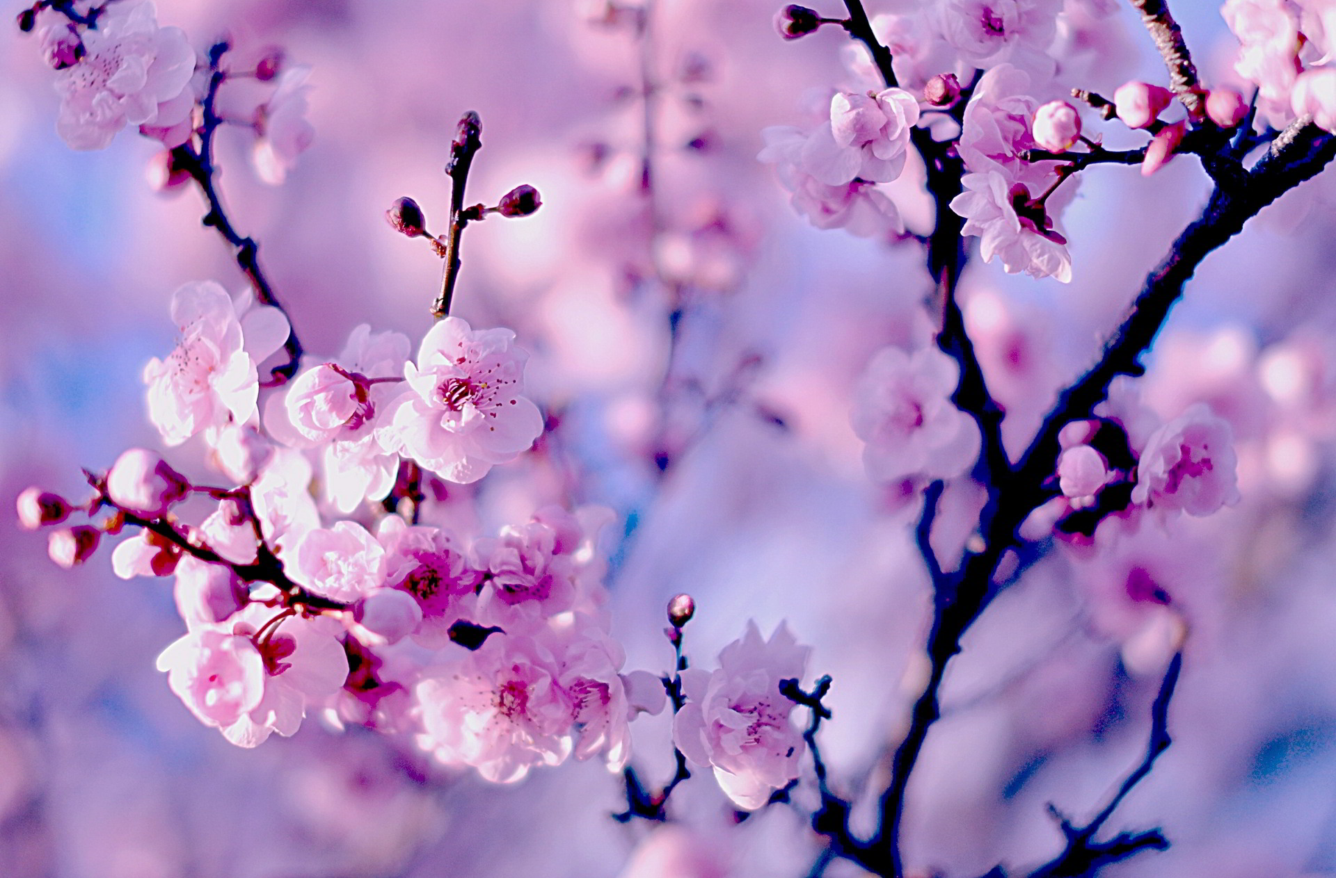 50 Hình nền hoa anh đào đẹp nhất của đất nước Nhật Bản 7
