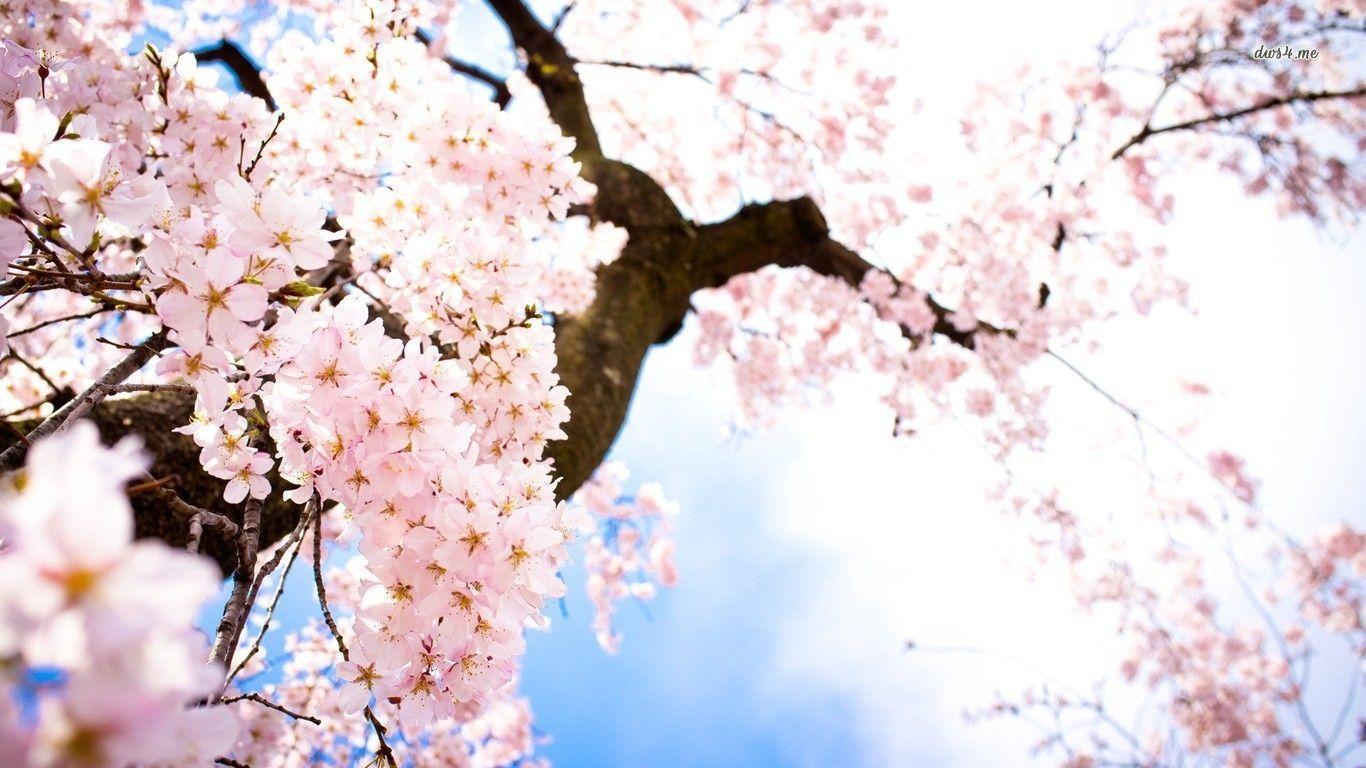 50 Hình nền hoa anh đào đẹp nhất của đất nước Nhật Bản 43