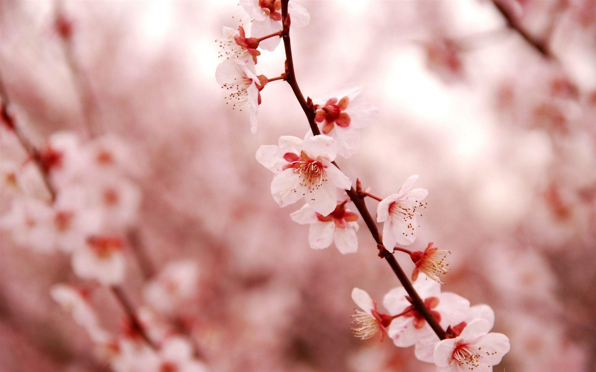 50 Hình nền hoa anh đào đẹp nhất của đất nước Nhật Bản 47