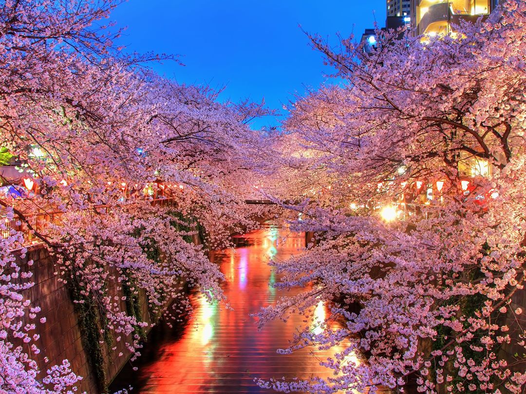 50 Hình nền hoa anh đào đẹp nhất của đất nước Nhật Bản 13