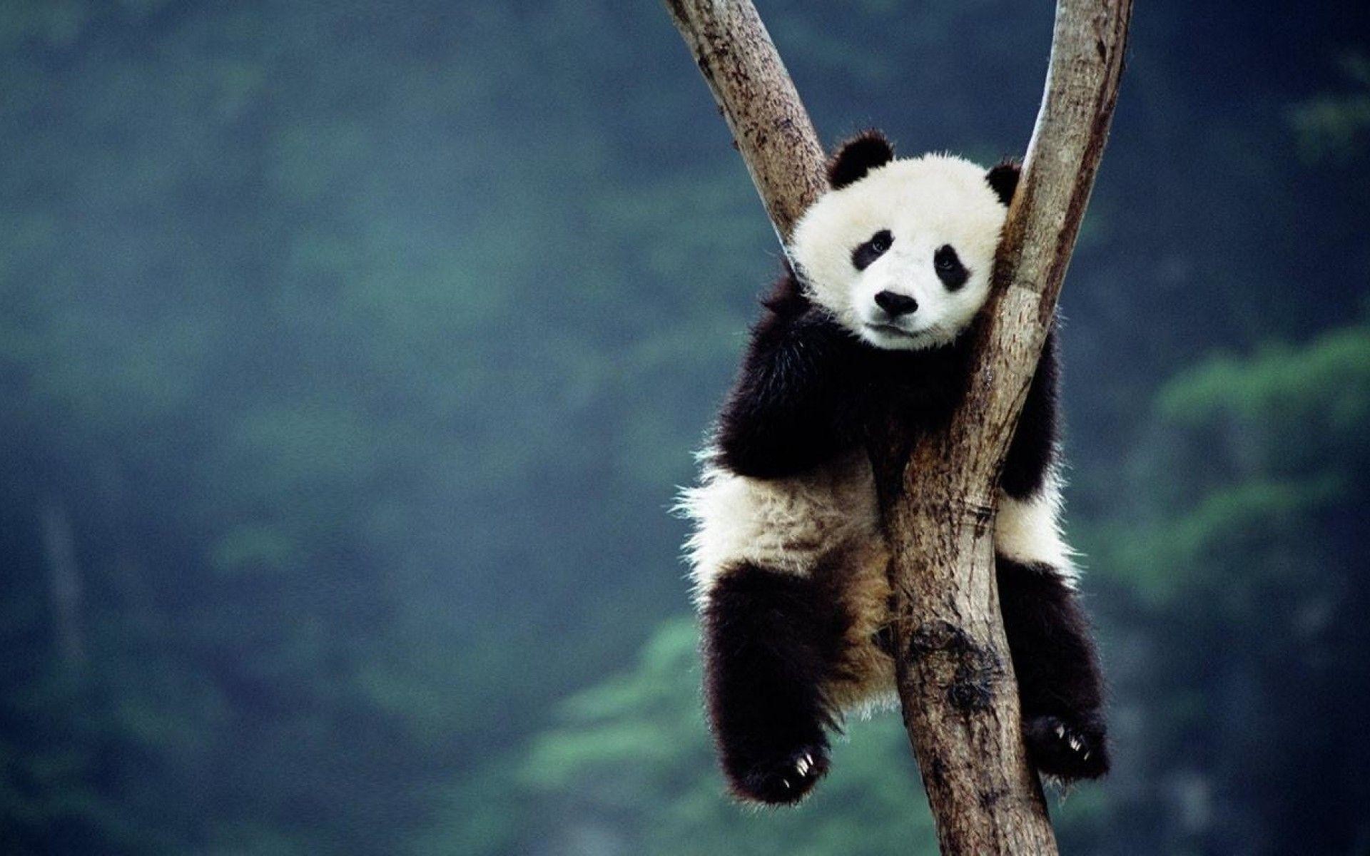 Gấu trúc panda luôn là đề tài hấp dẫn để làm hình nền. Tận hưởng khung cảnh nhẹ nhàng và dễ chịu với những hình ảnh gấu trúc panda đặc biệt này trên màn hình của bạn.