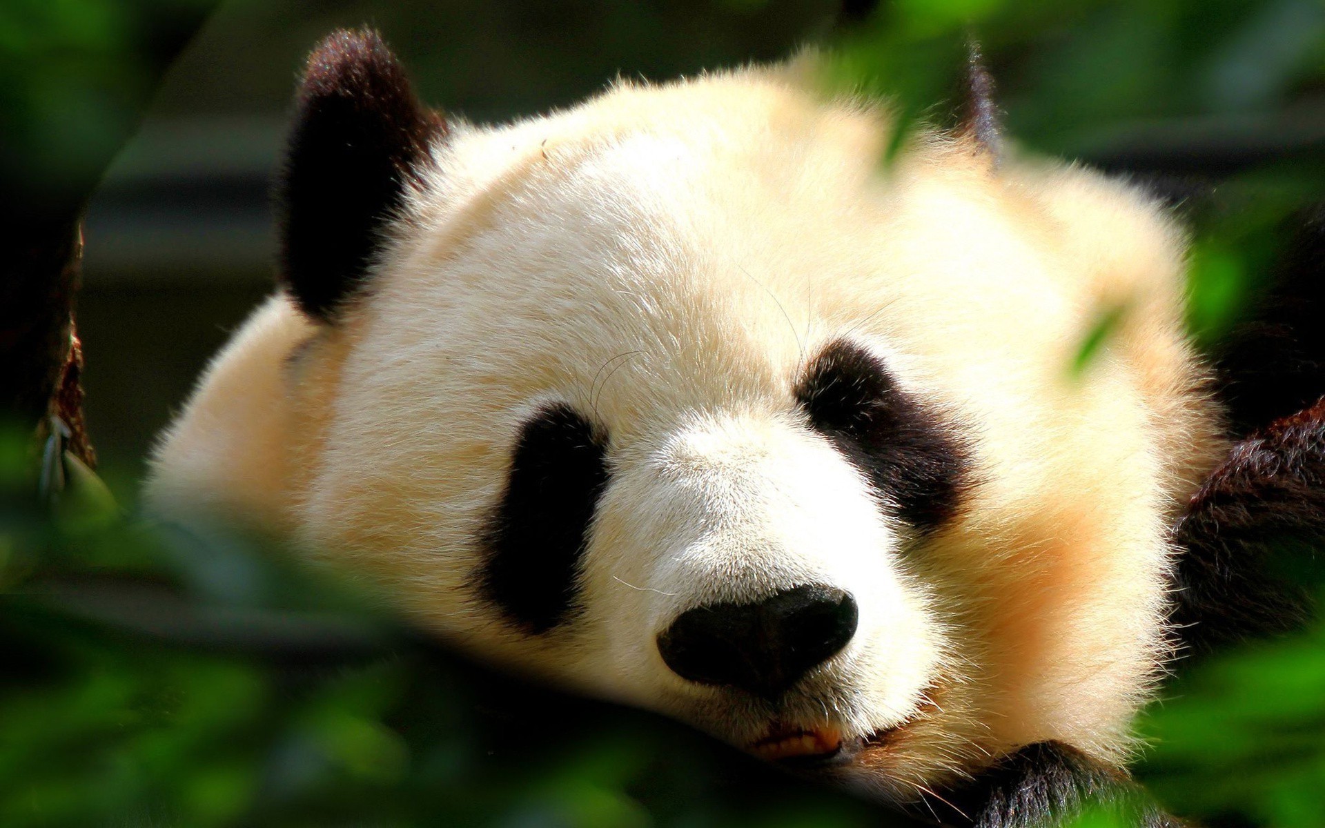 Top hình nền gấu trúc panda đẹp và dễ thương