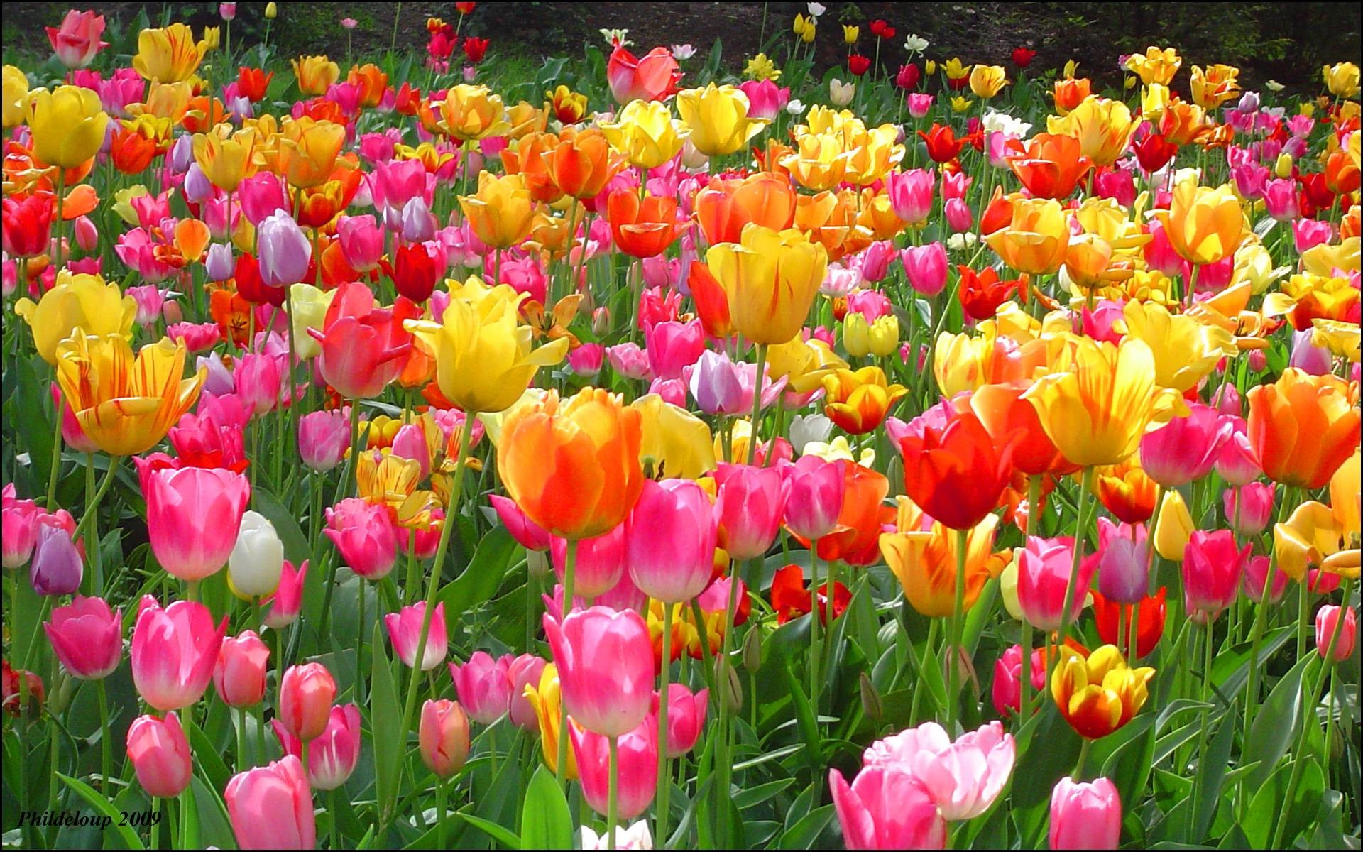 30+ Hình Ảnh Hoa Tulip Đẹp Nhất Làm Ảnh Nền Máy Tính Và Điện Thoại - Hà Nội  Spirit Of Place