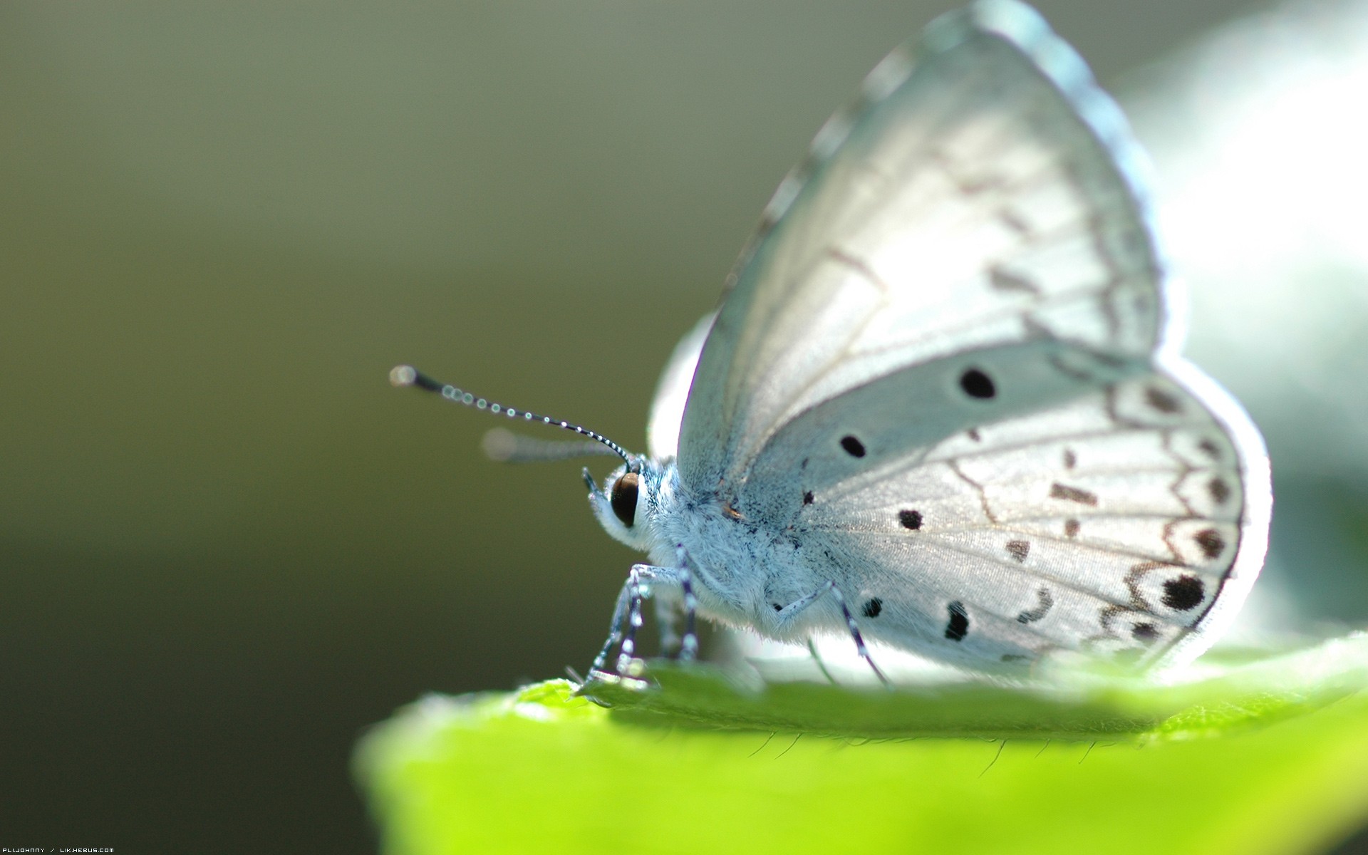 Hình nền bươm bướm - Các loài côn trùng rất đa dạng và đẹp mắt. Một trong những loài đáng yêu và đầy màu sắc nhất là bươm bướm. Hình ảnh của chúng sẽ đốn tim những ai yêu thích sự dịu dàng và tinh tế. Hãy trang trí màn hình máy tính của bạn với những hình ảnh bươm bướm lung linh để tạo không gian làm việc thú vị.