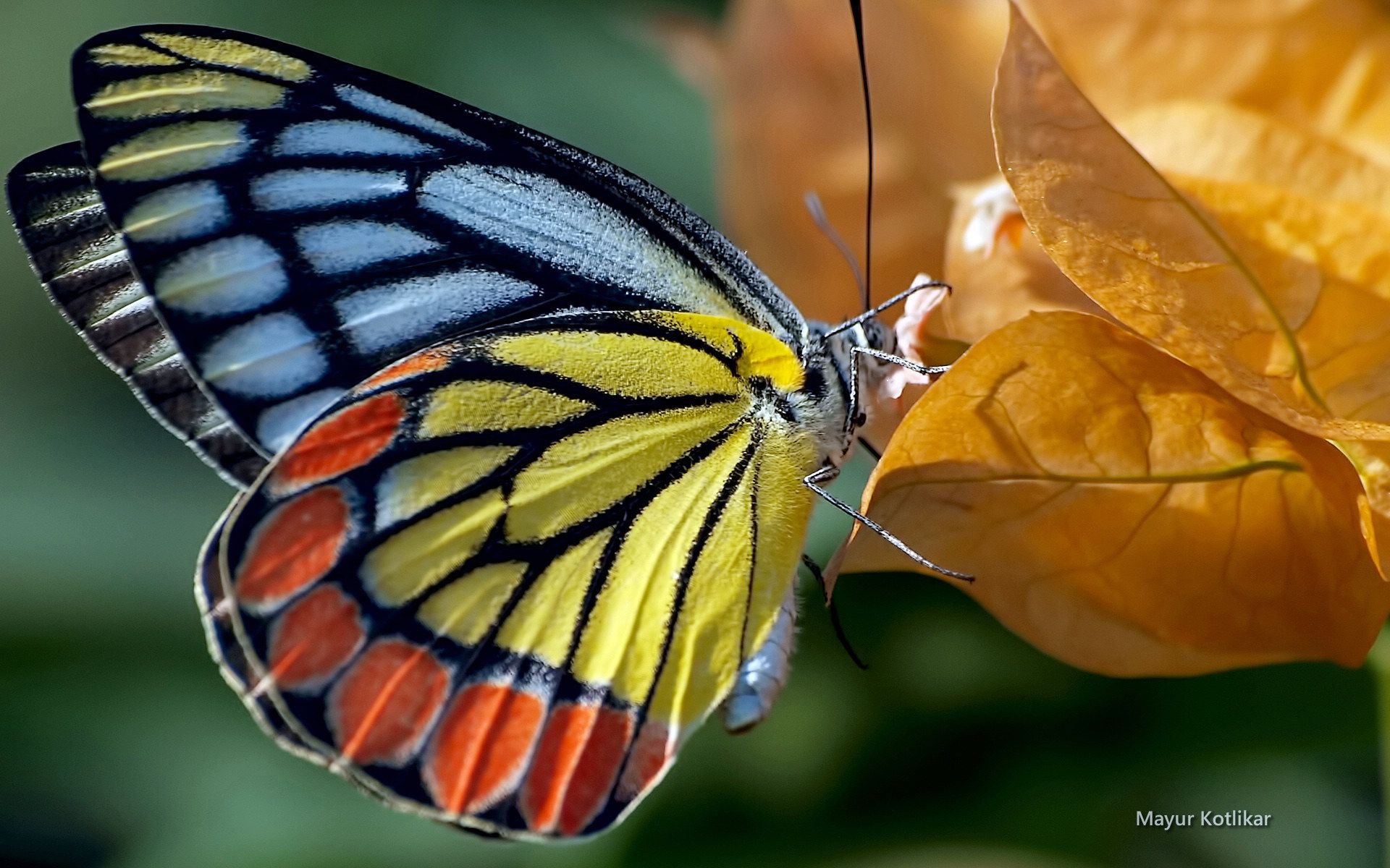 45+ Hình nền bươm bướm đẹp sắc nét Full HD chất lượng cao - Hà Nội Spirit  Of Place