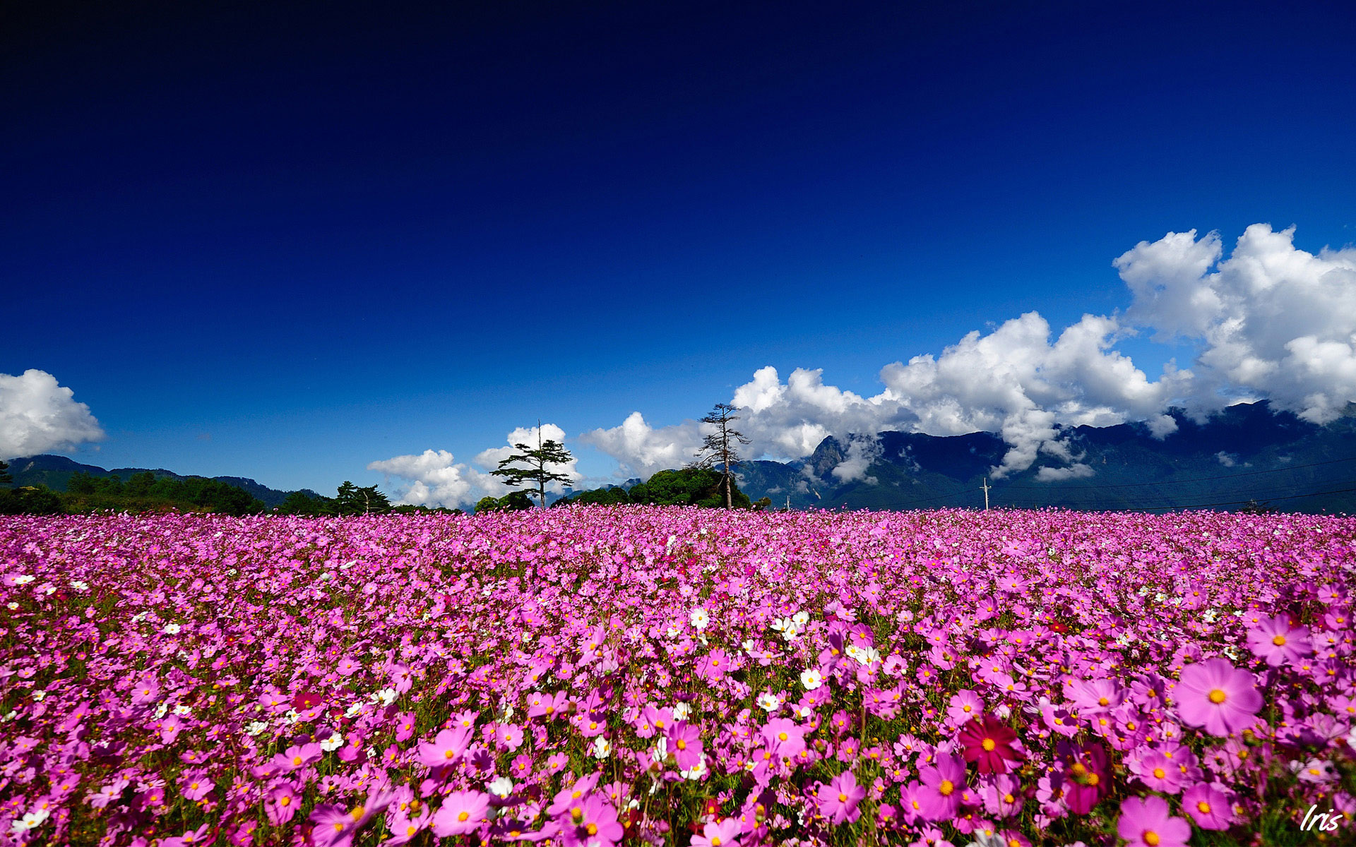 Mê mẩn trước bộ 50 hình nền cánh đồng hoa đẹp nhất thế giới   thptlamnghiepeduvn