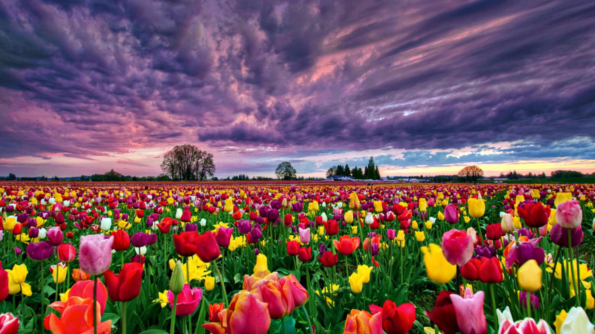 30 Hình ảnh cánh đồng hoa tuyệt đẹp nhất thế giới Full HD - Hà Nội Spirit Of Place 10