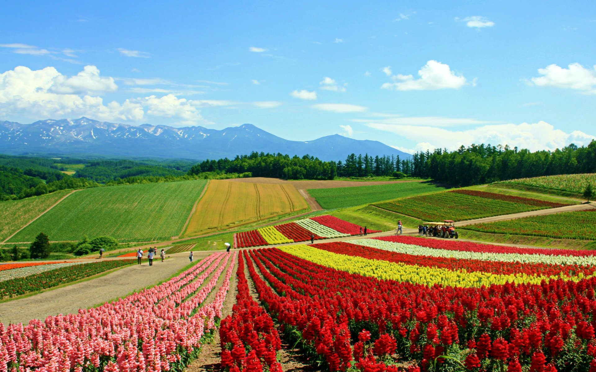 30 Hình ảnh cánh đồng hoa tuyệt đẹp nhất thế giới Full HD - Hà Nội Spirit Of Place 11