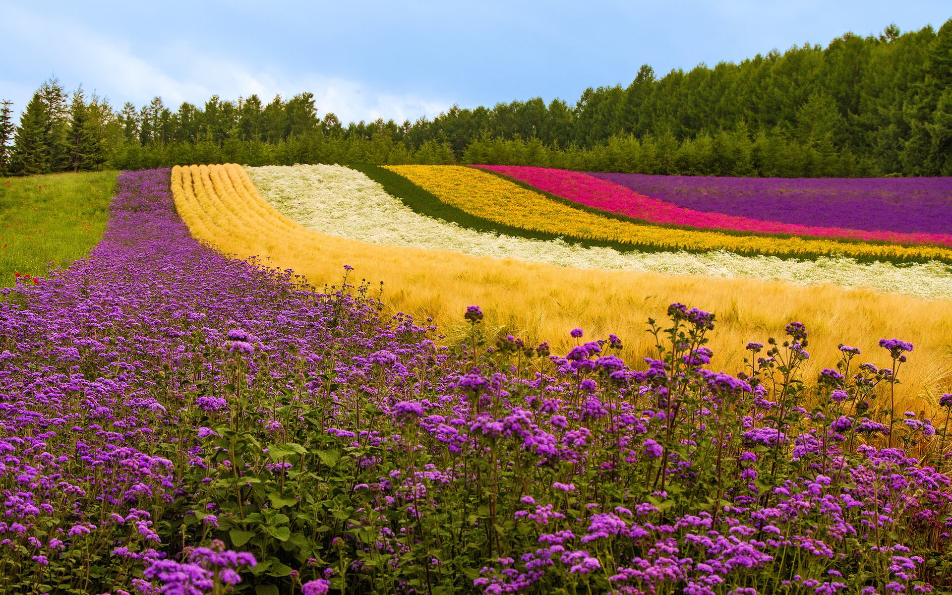 30 Hình ảnh cánh đồng hoa tuyệt đẹp nhất thế giới Full HD - Hà Nội Spirit Of Place 12