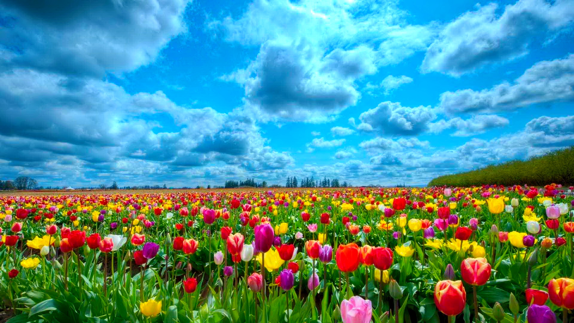 30 Hình ảnh cánh đồng hoa tuyệt đẹp nhất thế giới Full HD - Hà Nội Spirit Of Place 14