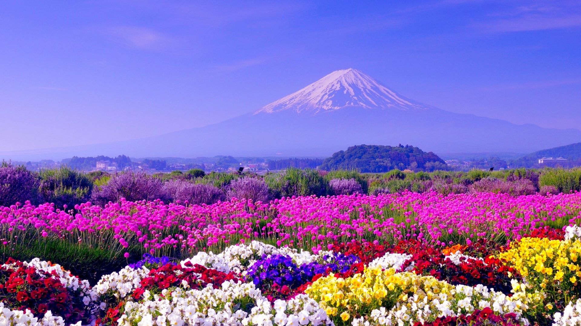 30 Hình ảnh cánh đồng hoa tuyệt đẹp nhất thế giới Full HD - Hà Nội Spirit Of Place 15
