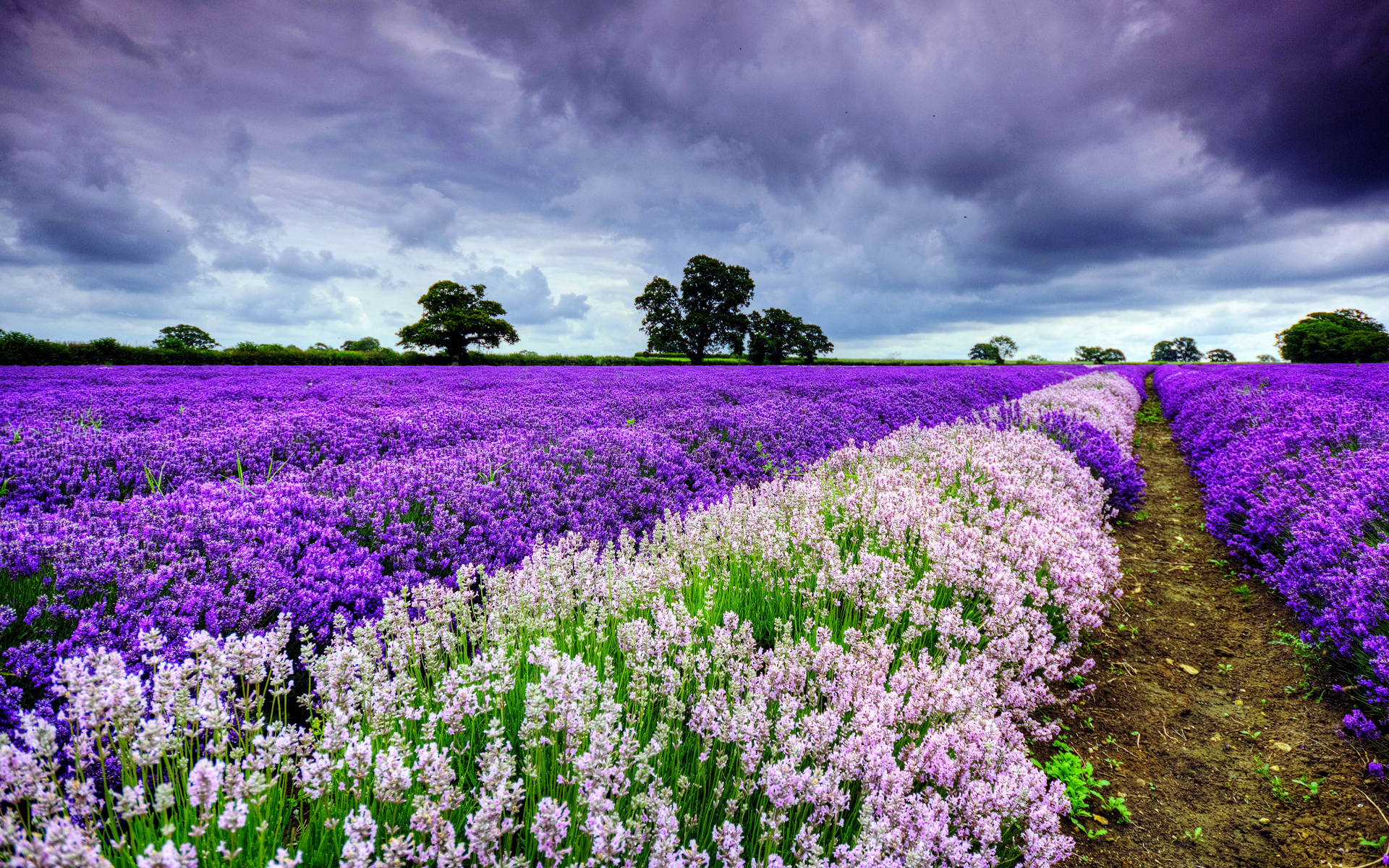 30 Hình ảnh cánh đồng hoa tuyệt đẹp nhất thế giới Full HD - Hà Nội Spirit Of Place 16