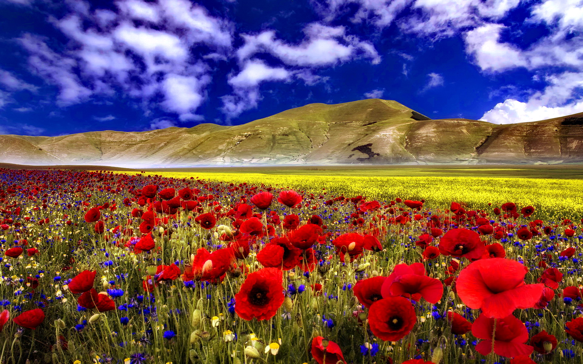30 Hình ảnh cánh đồng hoa tuyệt đẹp nhất thế giới Full HD - Hà Nội Spirit Of Place 17