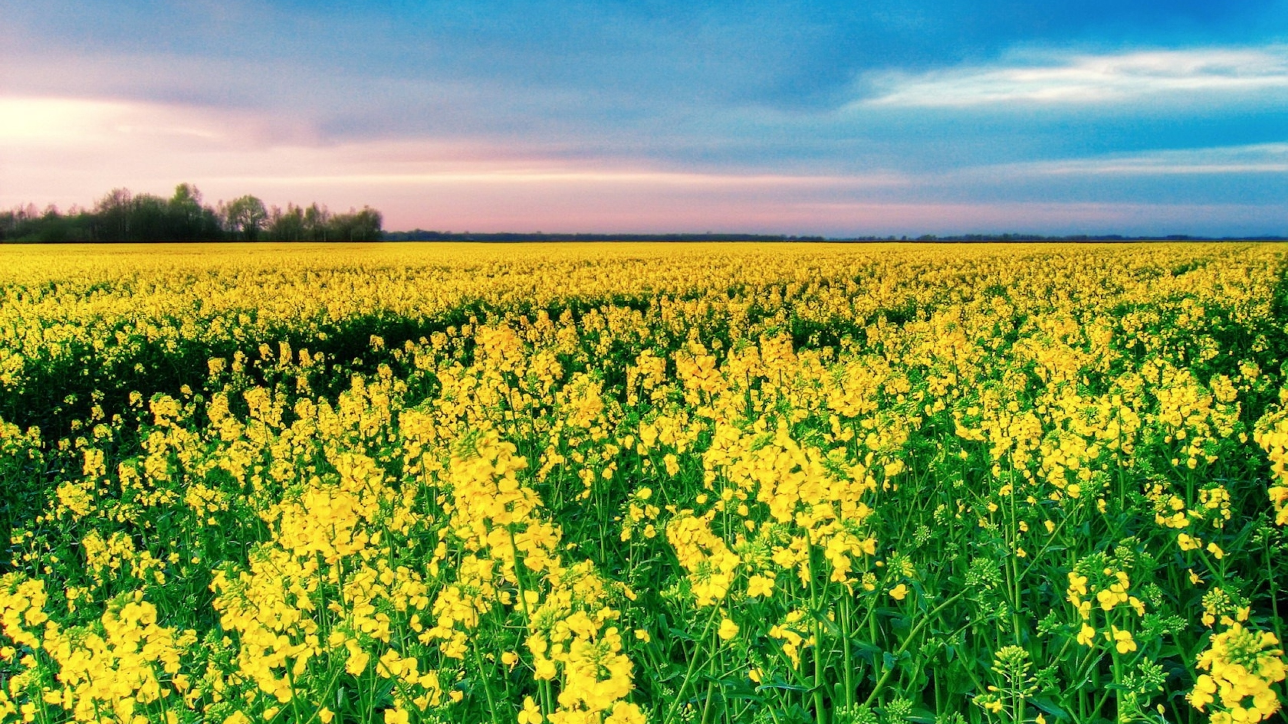 30 Hình ảnh cánh đồng hoa tuyệt đẹp nhất thế giới Full HD - Hà Nội Spirit Of Place 18