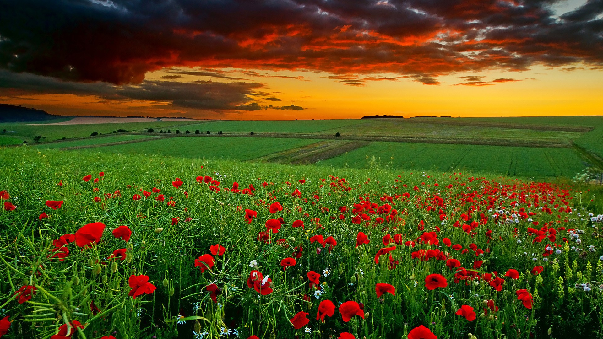 30 Hình ảnh cánh đồng hoa tuyệt đẹp nhất thế giới Full HD - Hà Nội Spirit Of Place 19