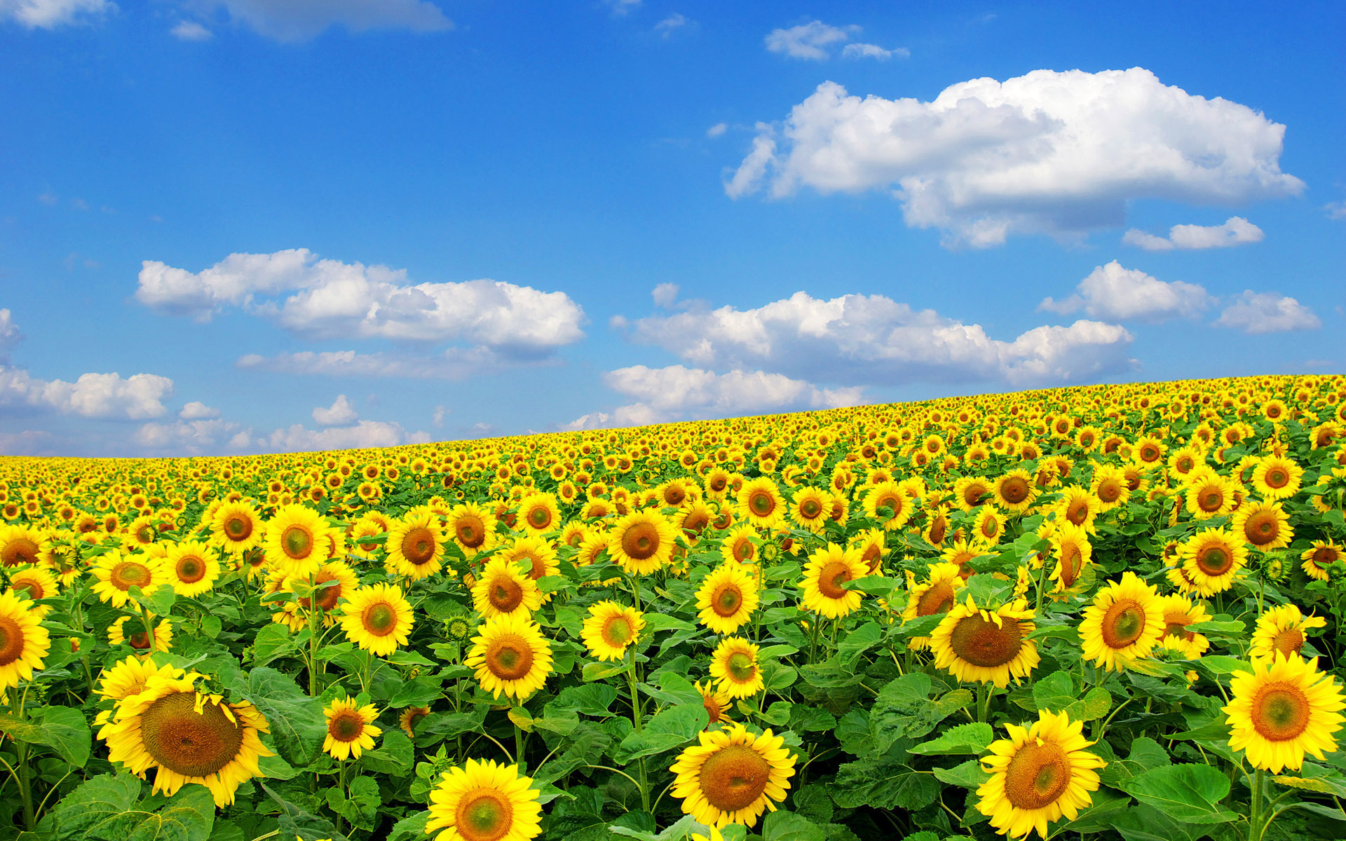 30 Hình ảnh cánh đồng hoa tuyệt đẹp nhất thế giới Full HD - Hà Nội Spirit Of Place 2