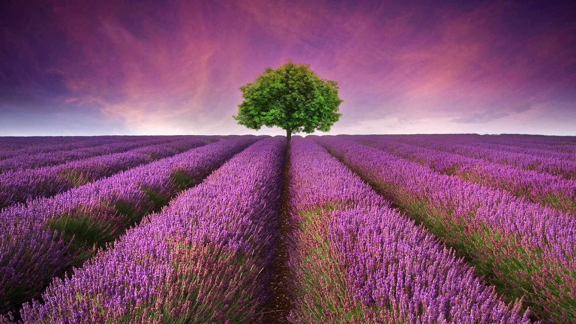 30 Hình ảnh cánh đồng hoa tuyệt đẹp nhất thế giới Full HD - Hà Nội Spirit Of Place 20