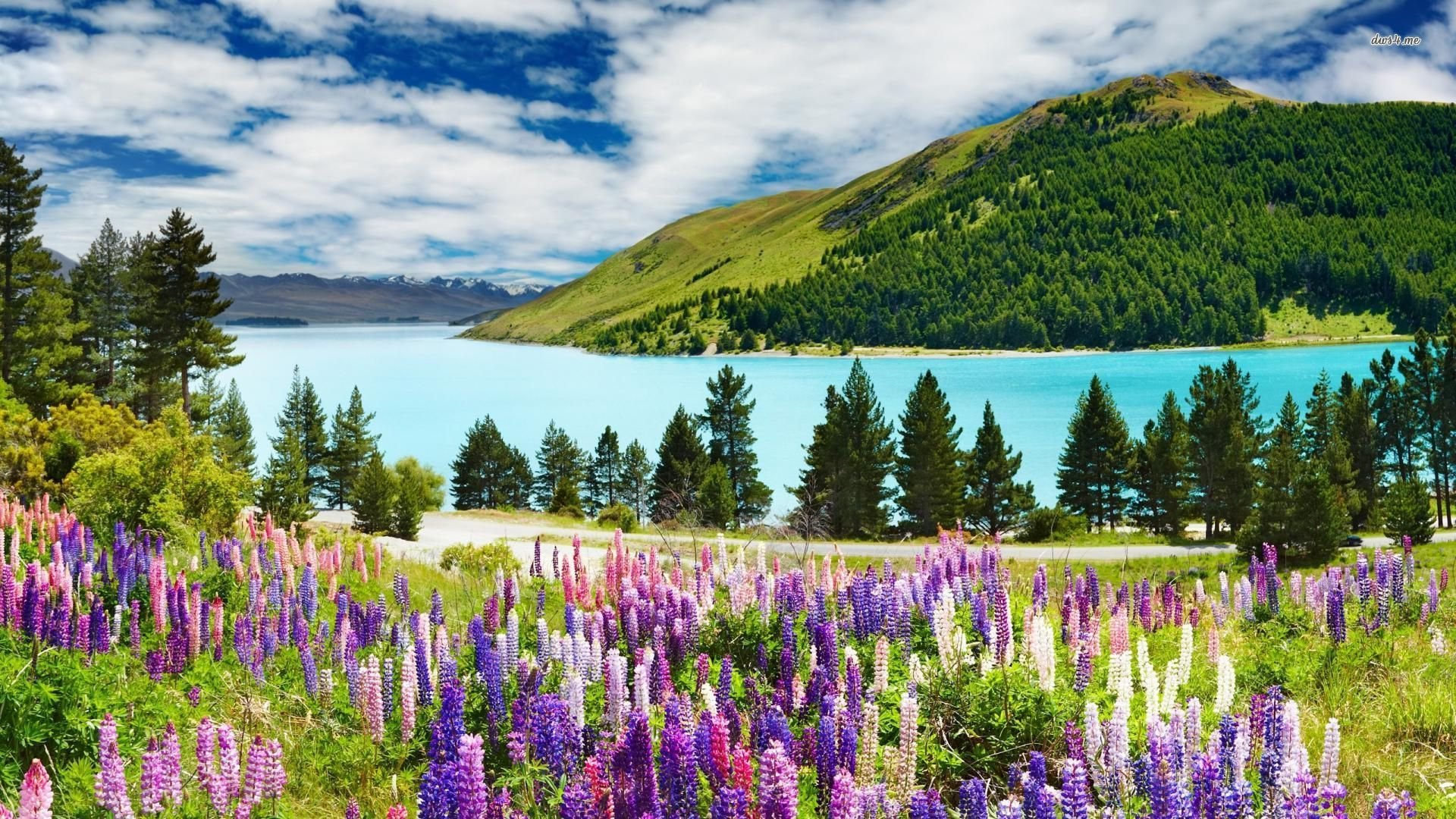 30 Hình ảnh cánh đồng hoa tuyệt đẹp nhất thế giới Full HD - Hà Nội Spirit Of Place 21