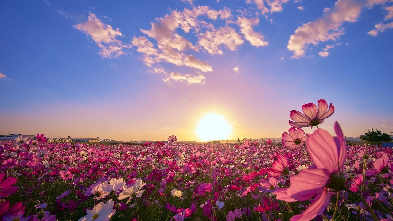 30 Hình ảnh cánh đồng hoa tuyệt đẹp nhất thế giới Full HD - Hà Nội Spirit Of Place 22